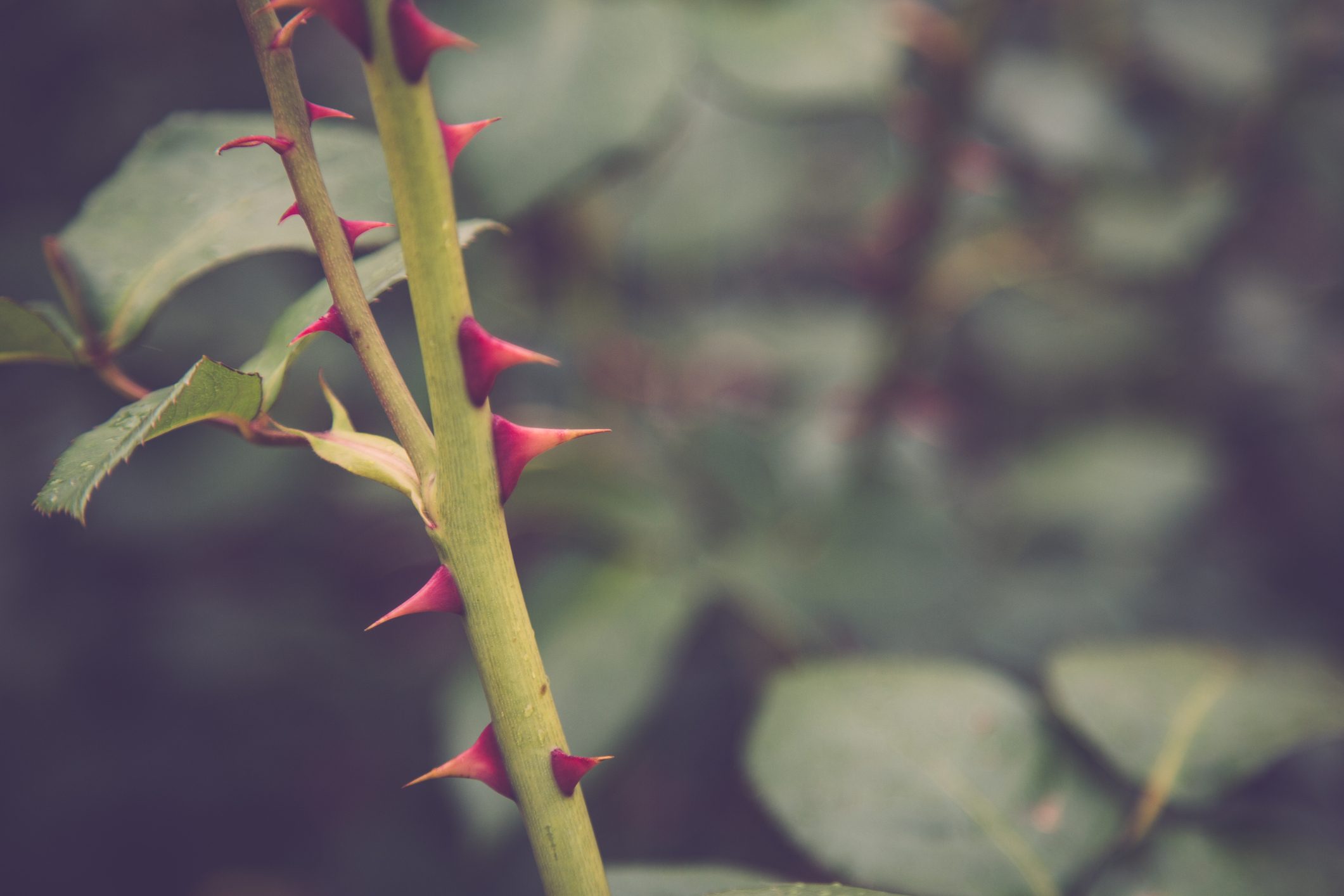 A rose with thorns