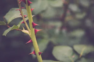 A rose with thorns A rose with thorns