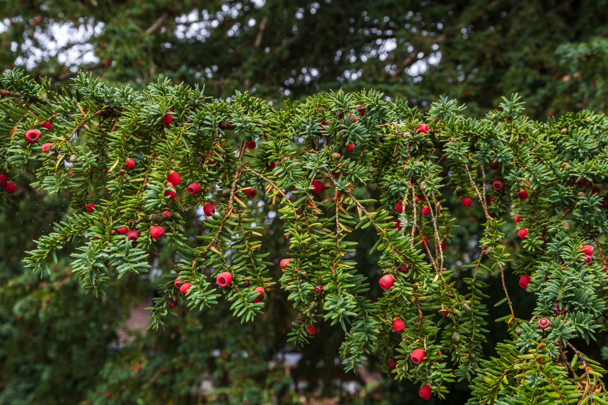 English yew