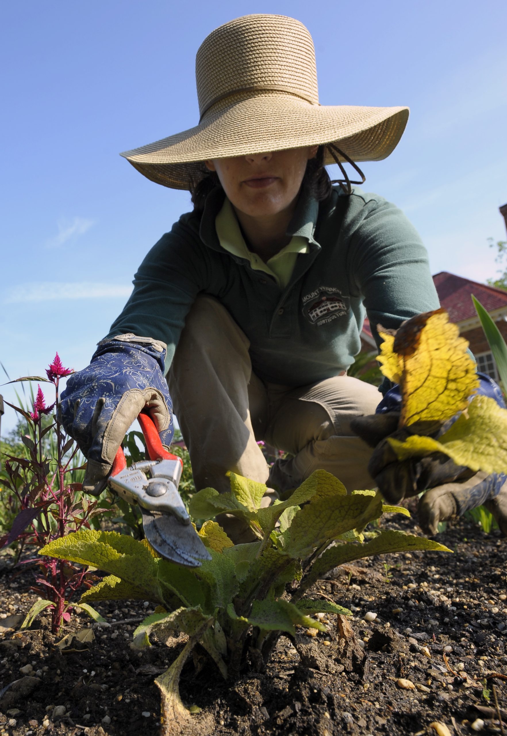 A person with a wide-brimmed hat gardening