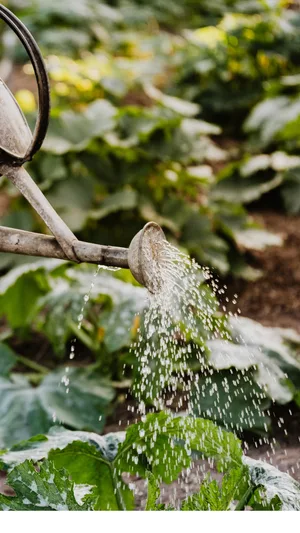 Watering can watering a garden Watering can watering a garden