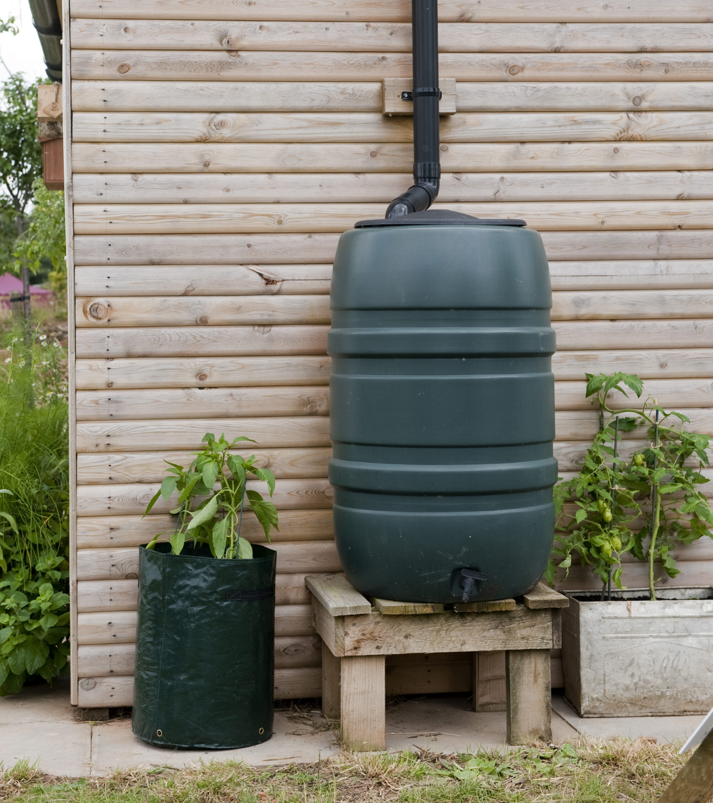 A garden shed and water butt