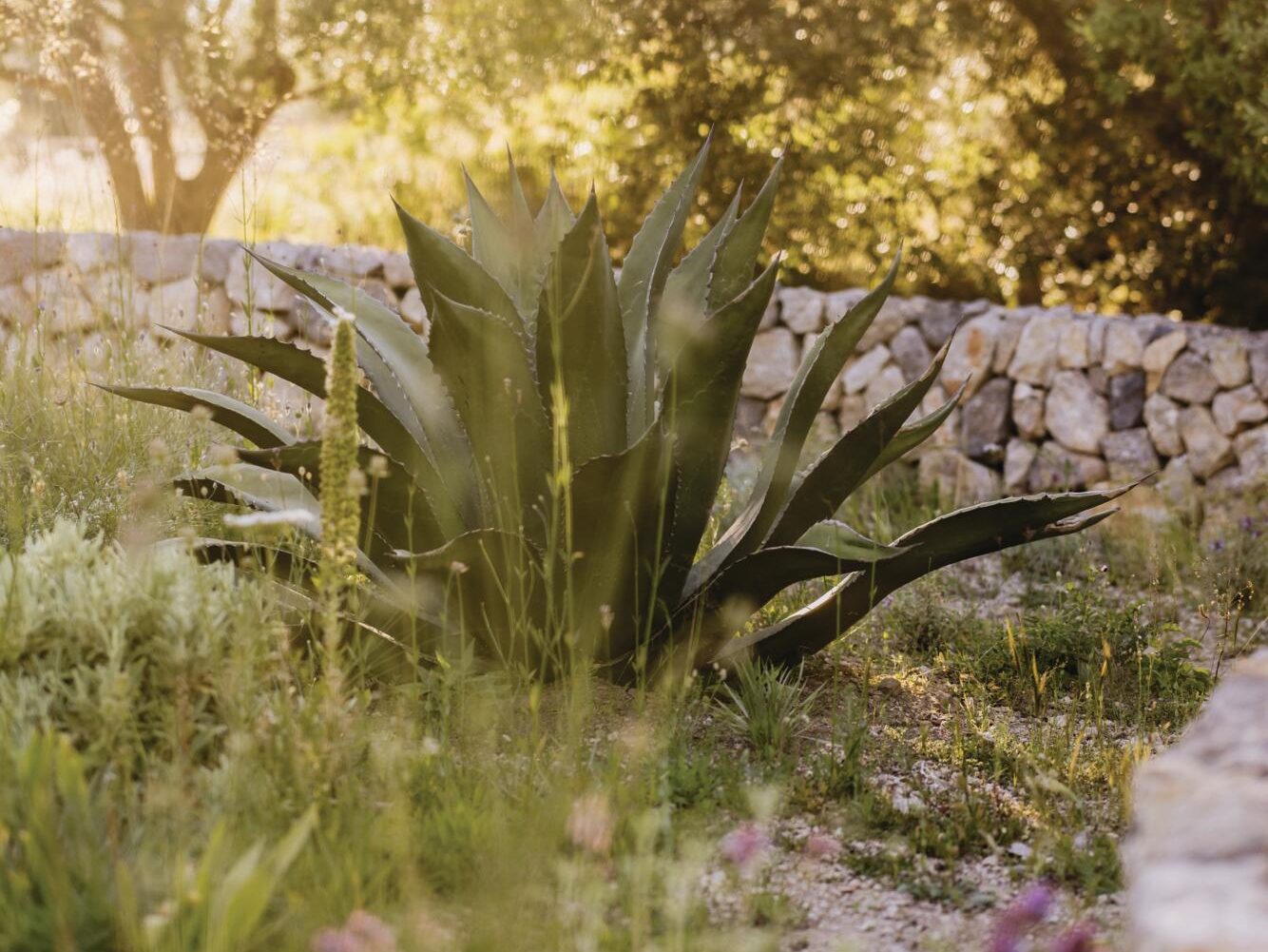 Luciano Giubbilei’s Mallorcan garden, The Field