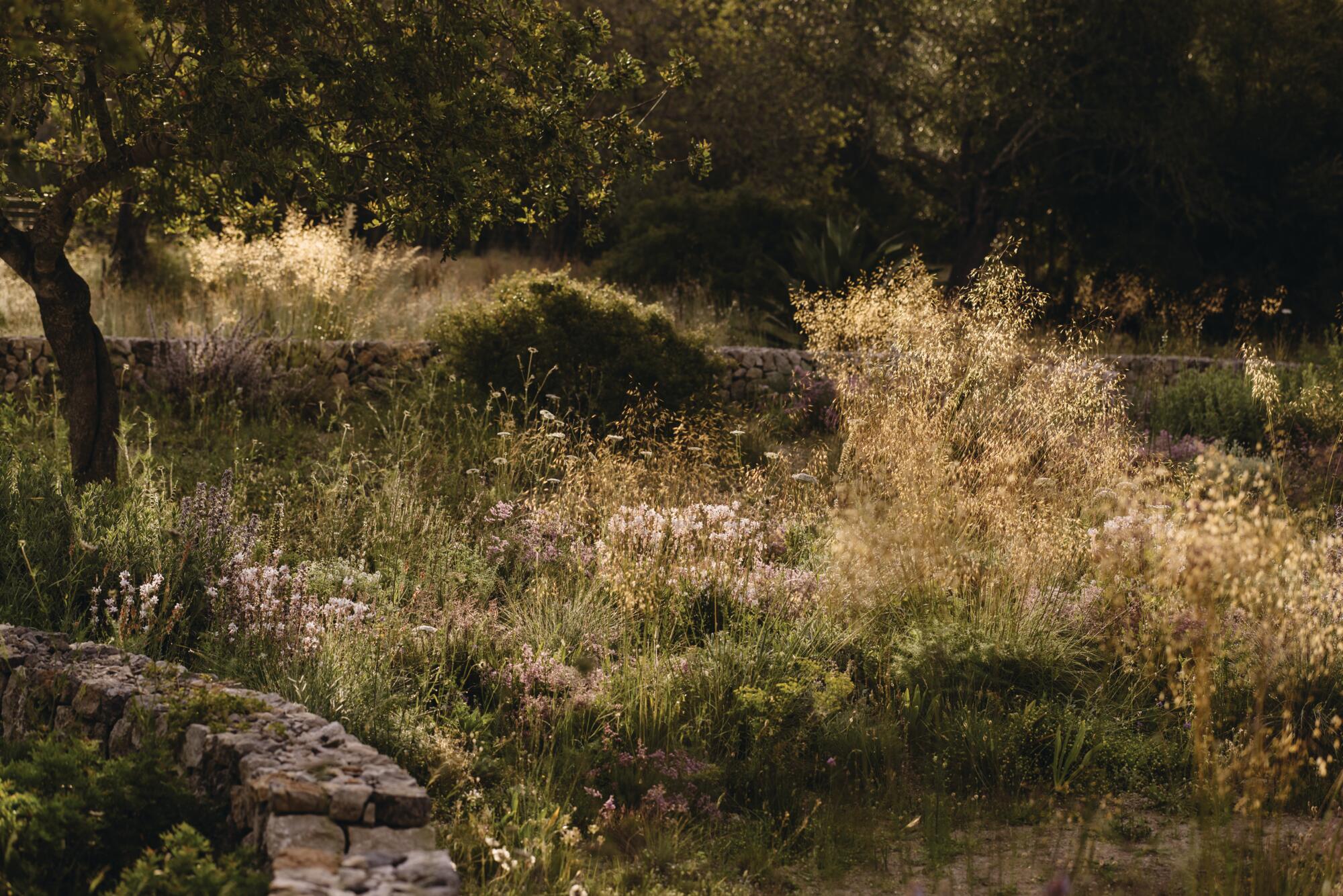 Luciano Giubbilei’s Mallorcan garden, The Field