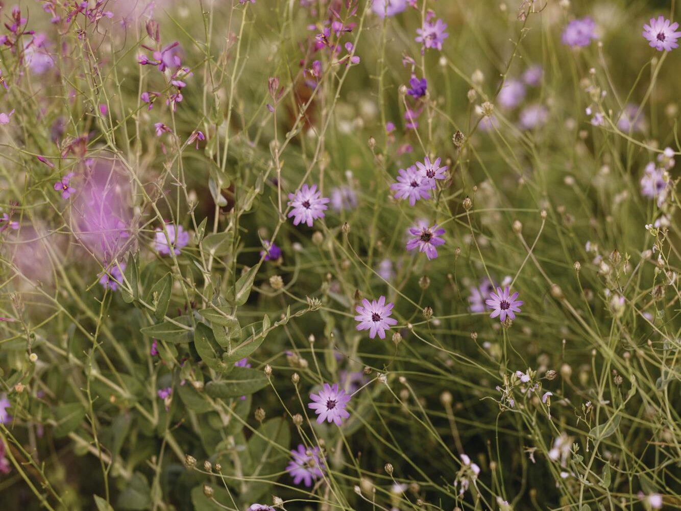 Luciano Giubbilei’s Mallorcan garden, The Field