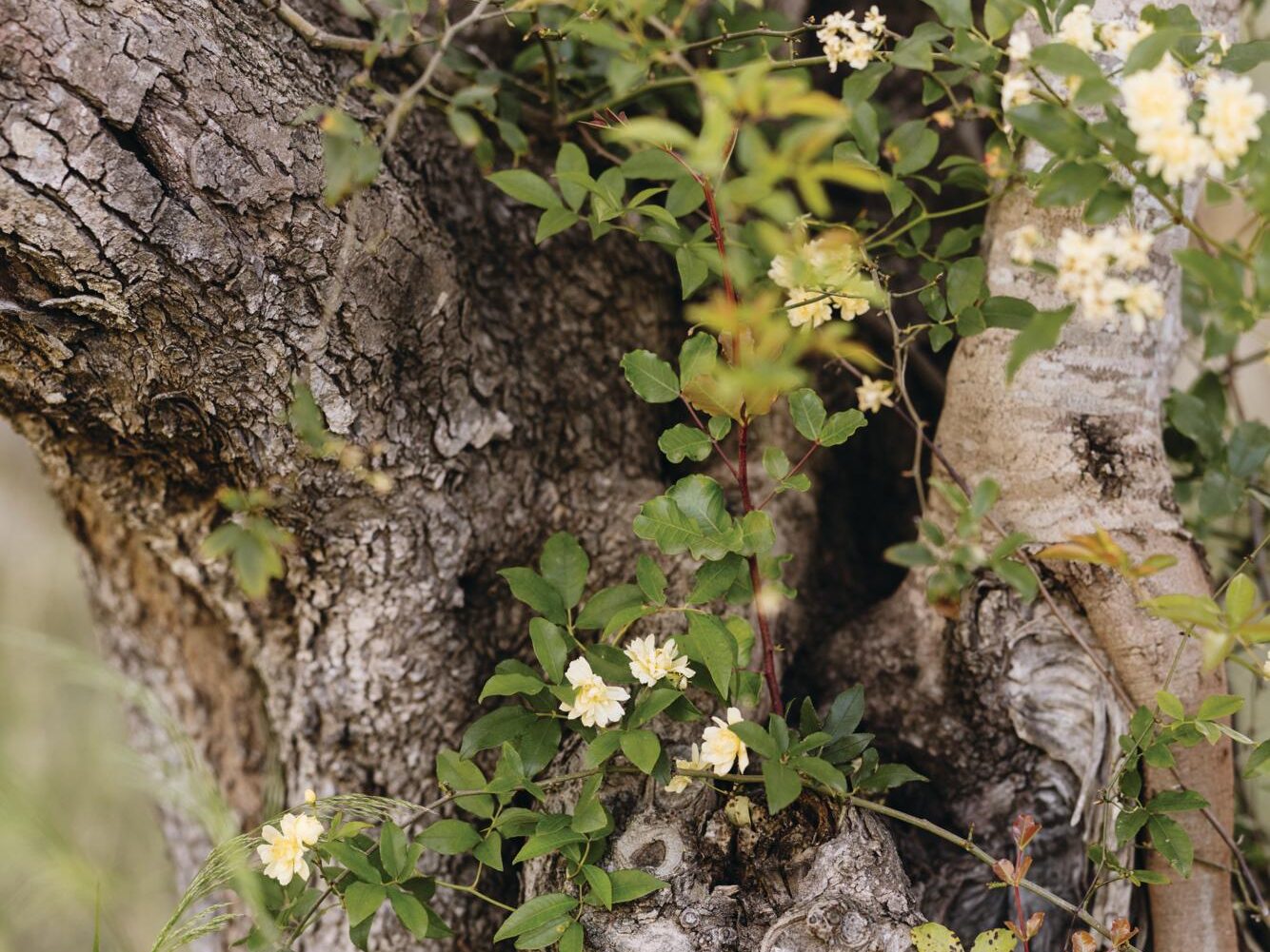 Luciano Giubbilei’s Mallorcan garden, The Field