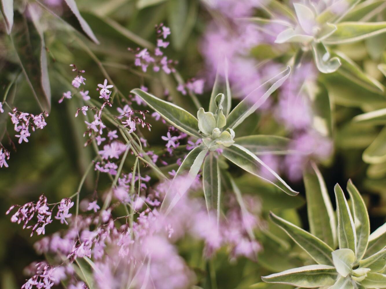 Luciano Giubbilei’s Mallorcan garden, The Field