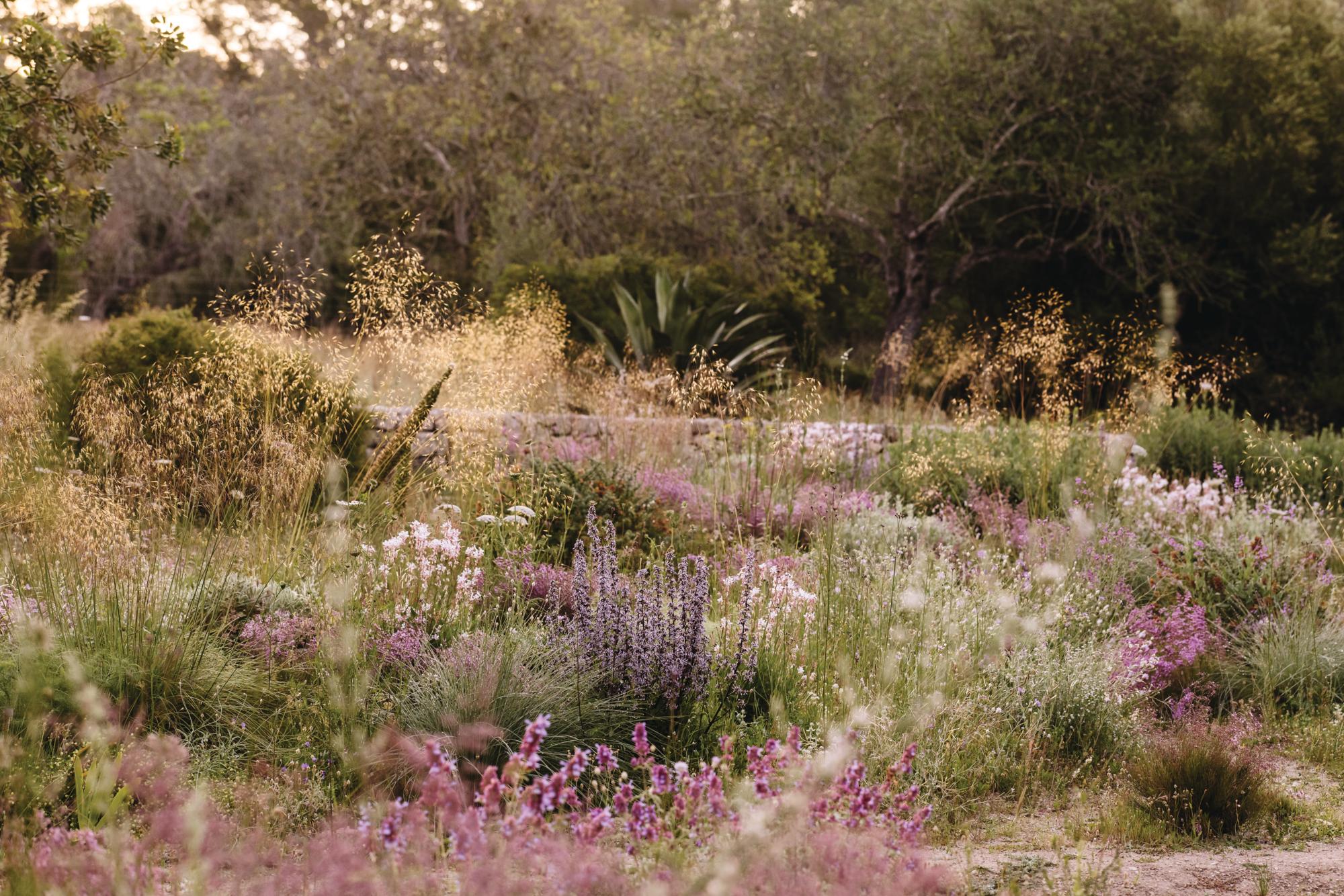 Luciano Giubbilei’s Mallorcan garden, The Field