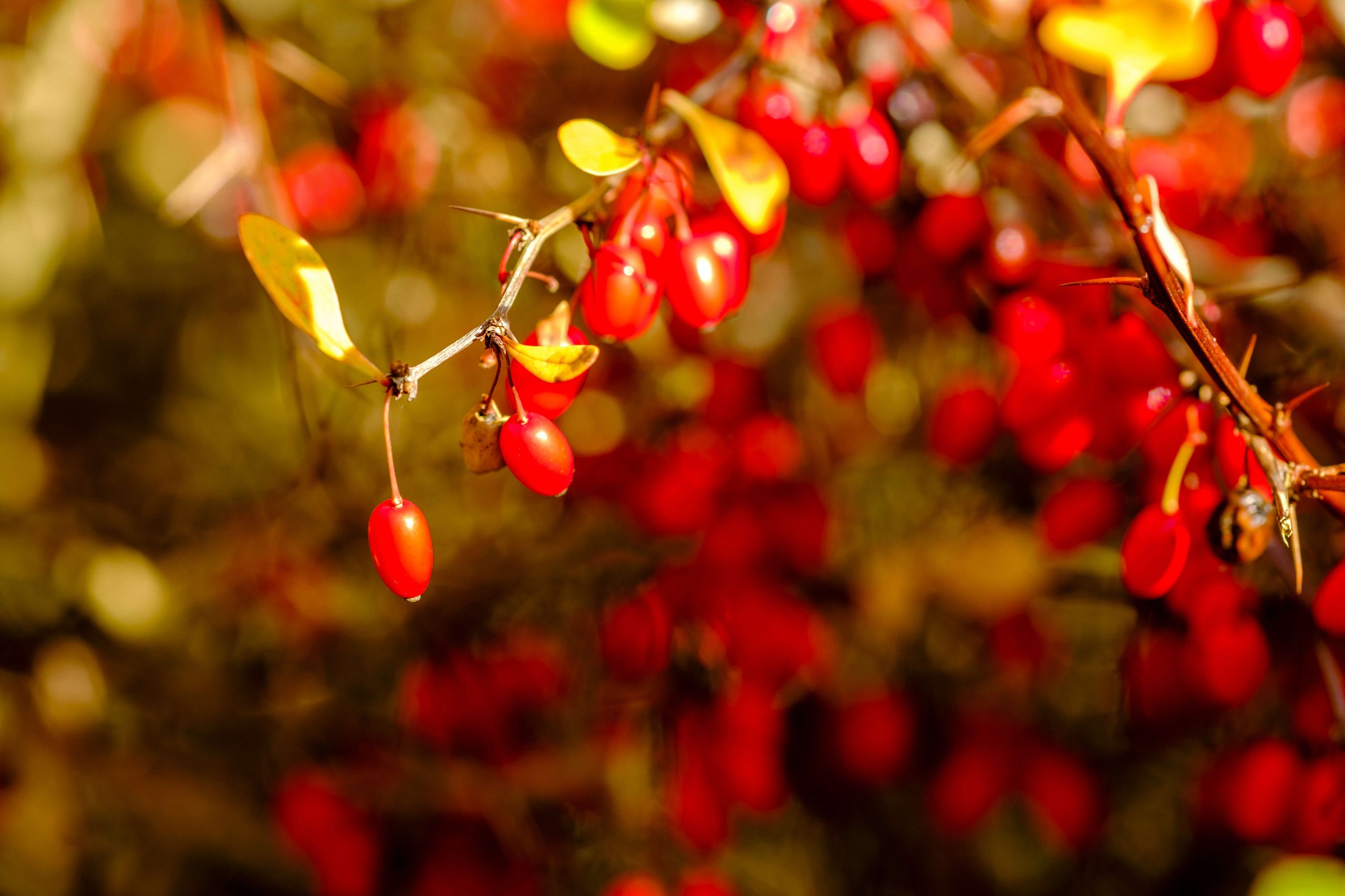 (Berberis vulgaris) bush covered with red berries.