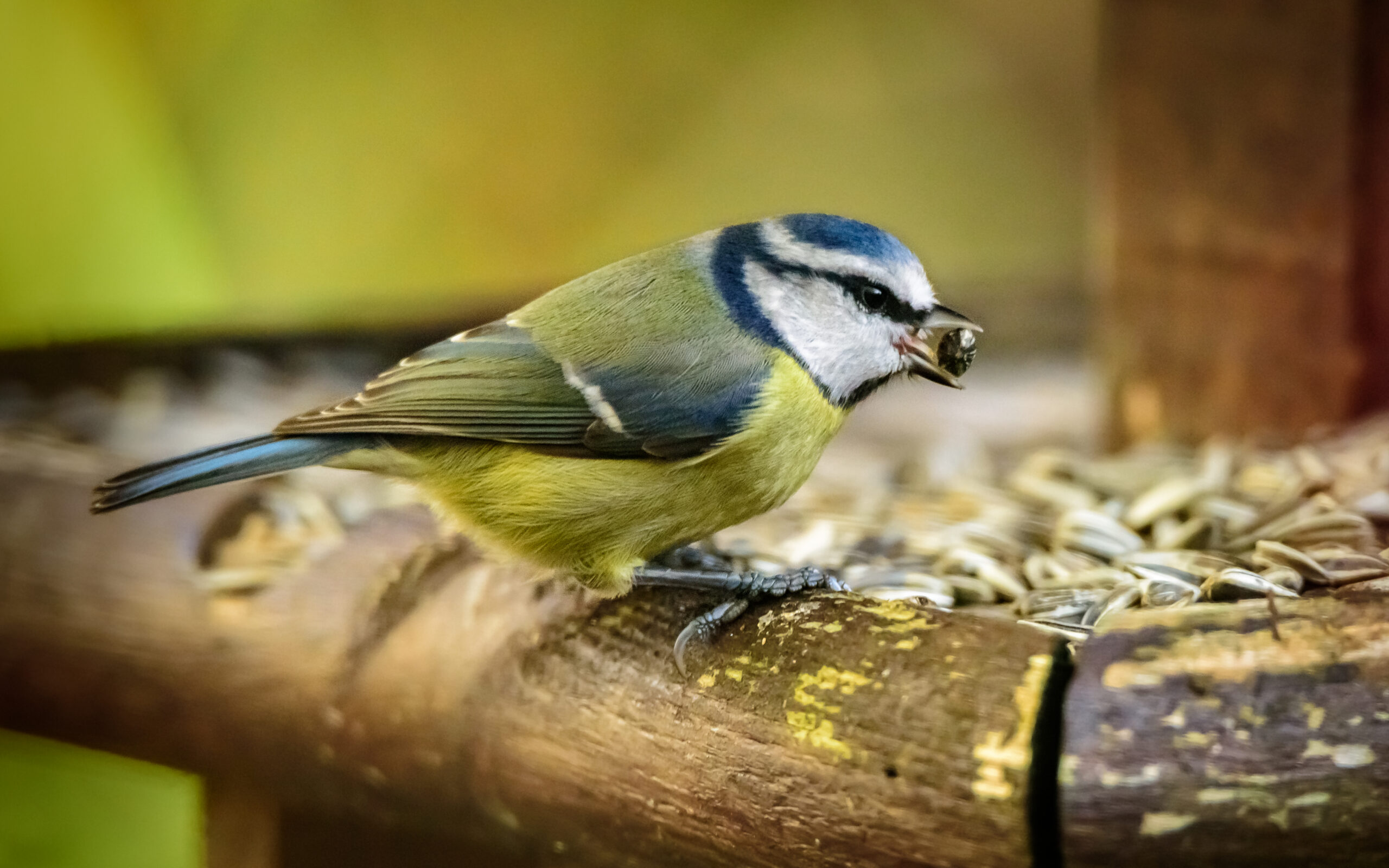 Blue tit on garden bird feeder