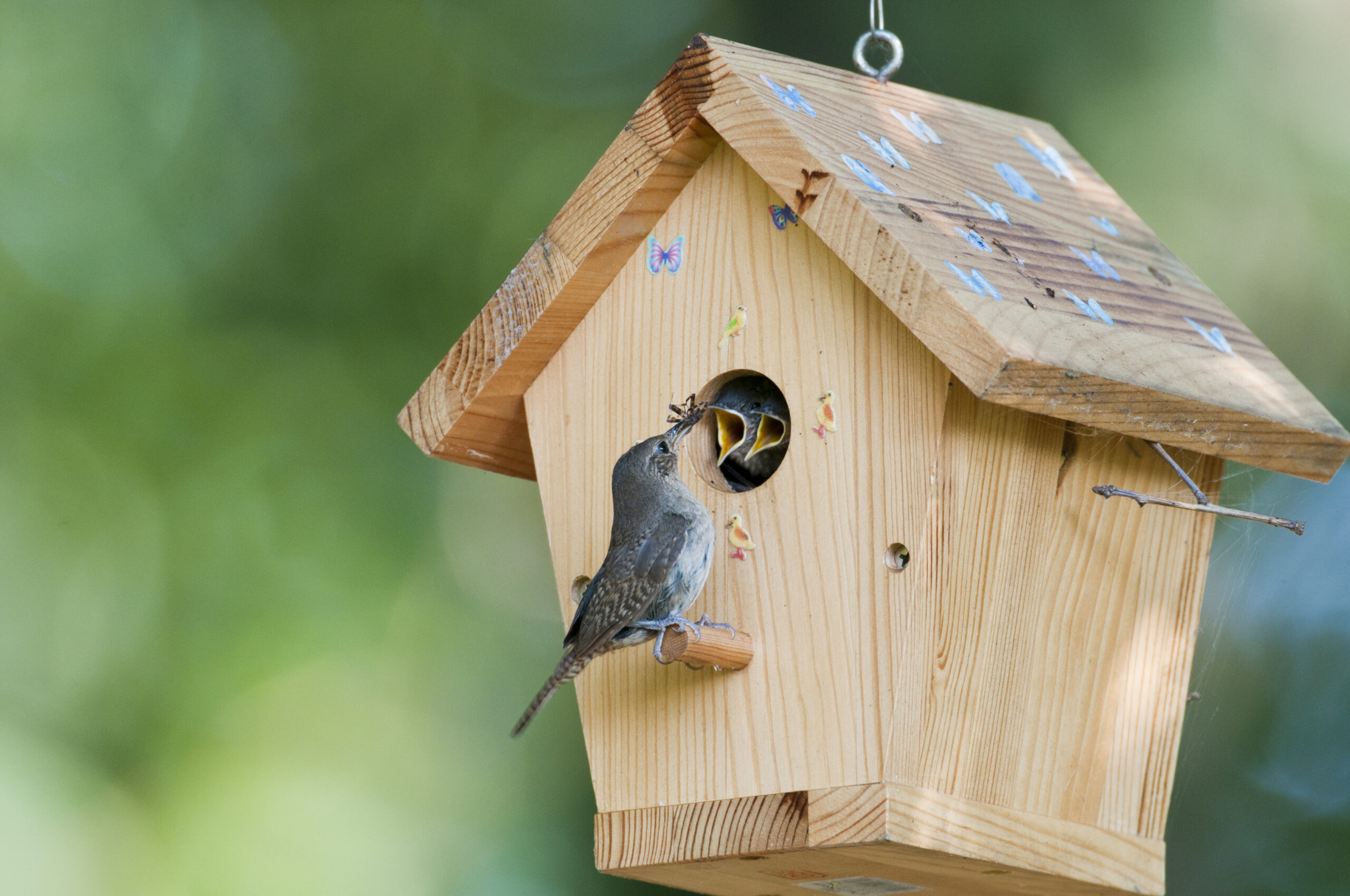 House wren feeds bug to baby birds in a birdhouse