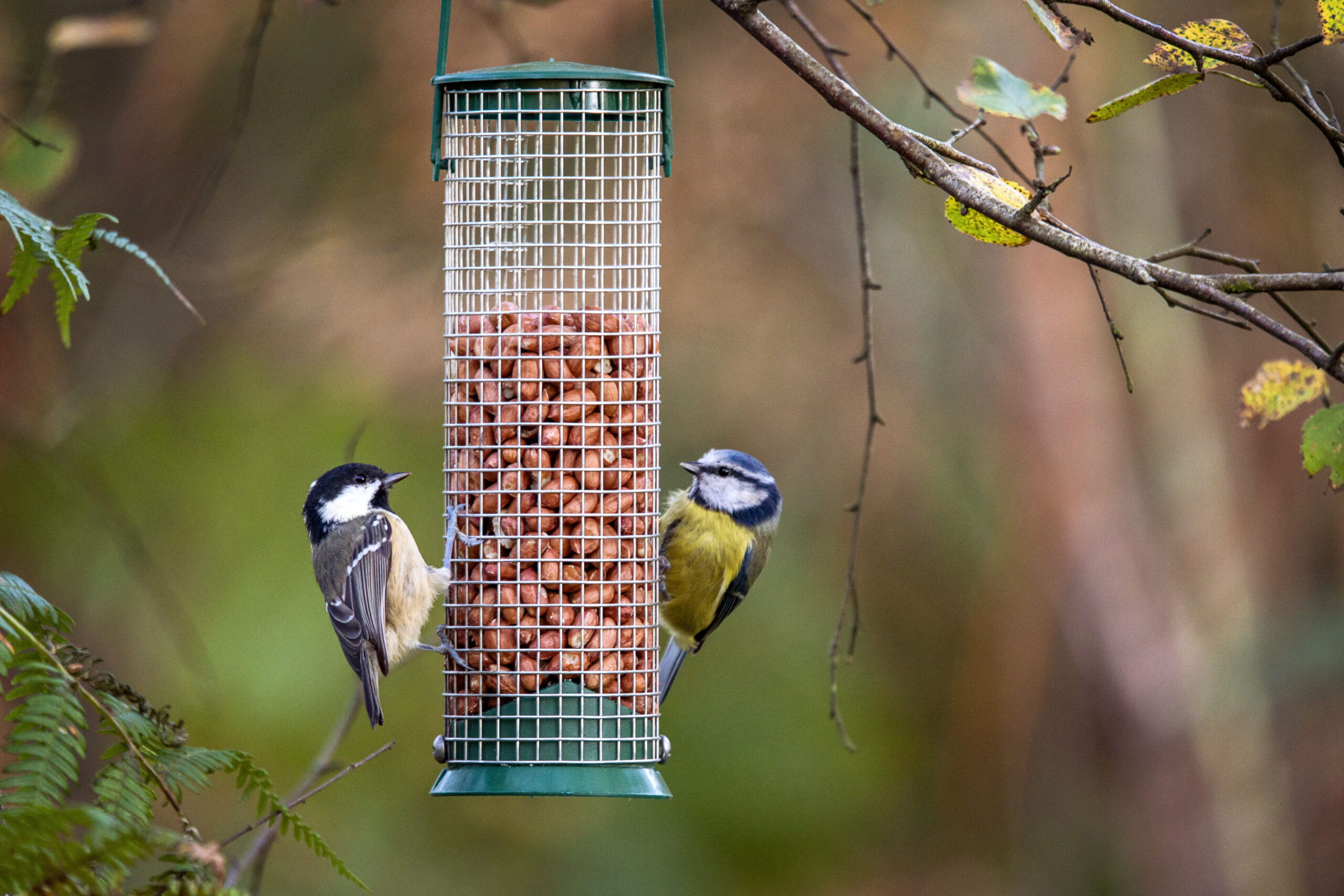 A coal tit and a blue tit feeding on peanuts