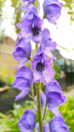 The mystery variety of Aconitum that 'started it all' (2). Credit Melanie Domb Aconitum