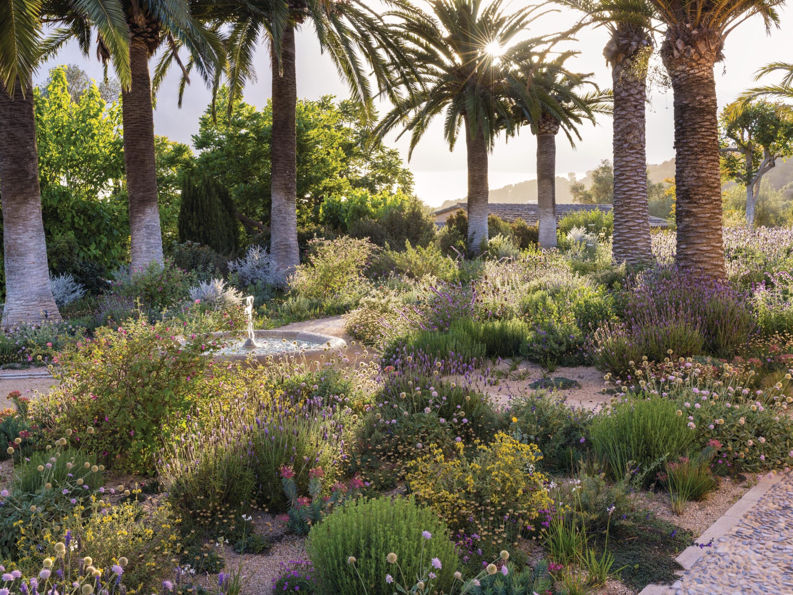 Palm trees and plants in Mediterranean garden in sun