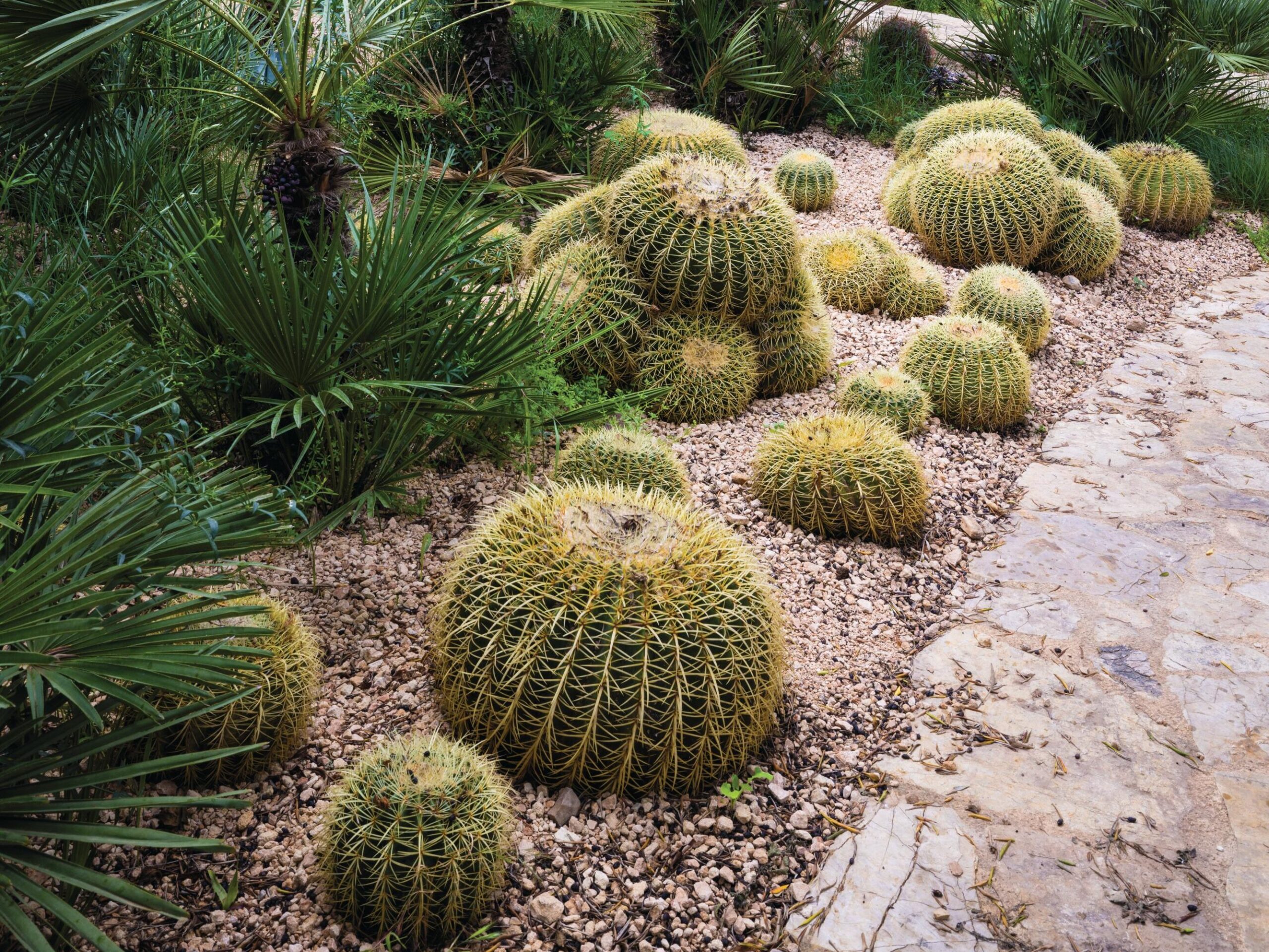 Succulent garden