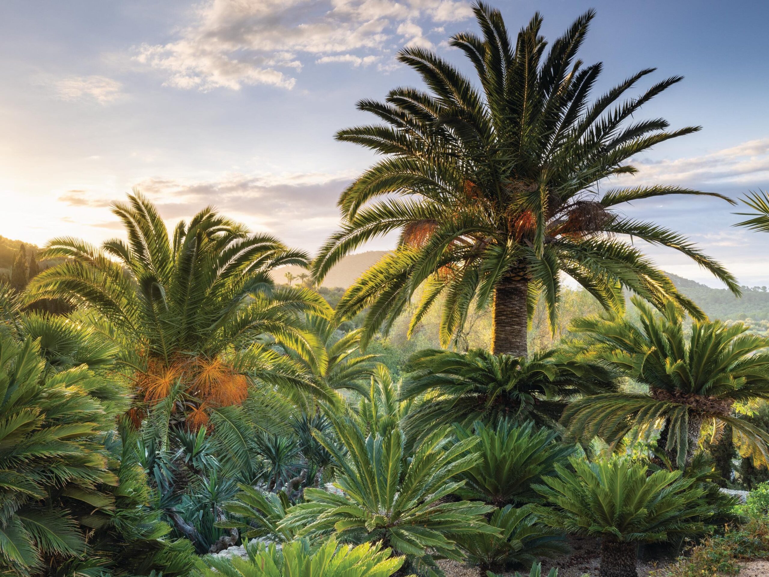 Palm trees in sunshine