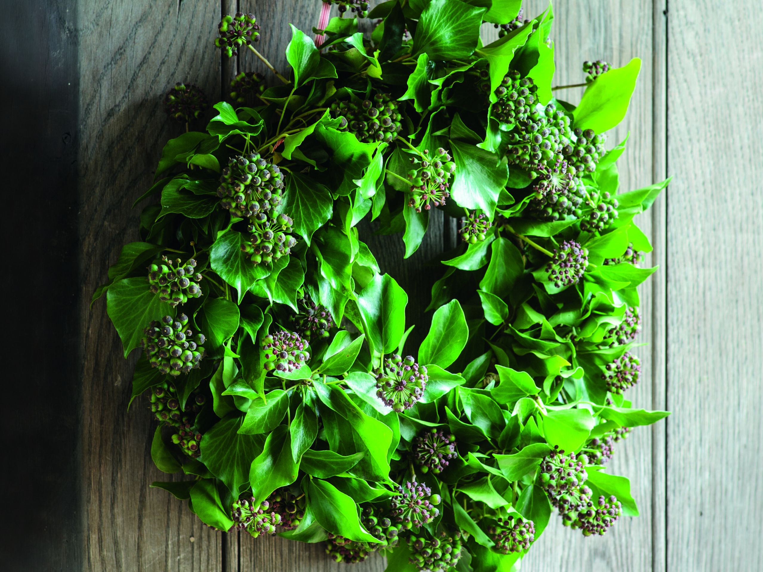 Ivy wreath for Christmas 