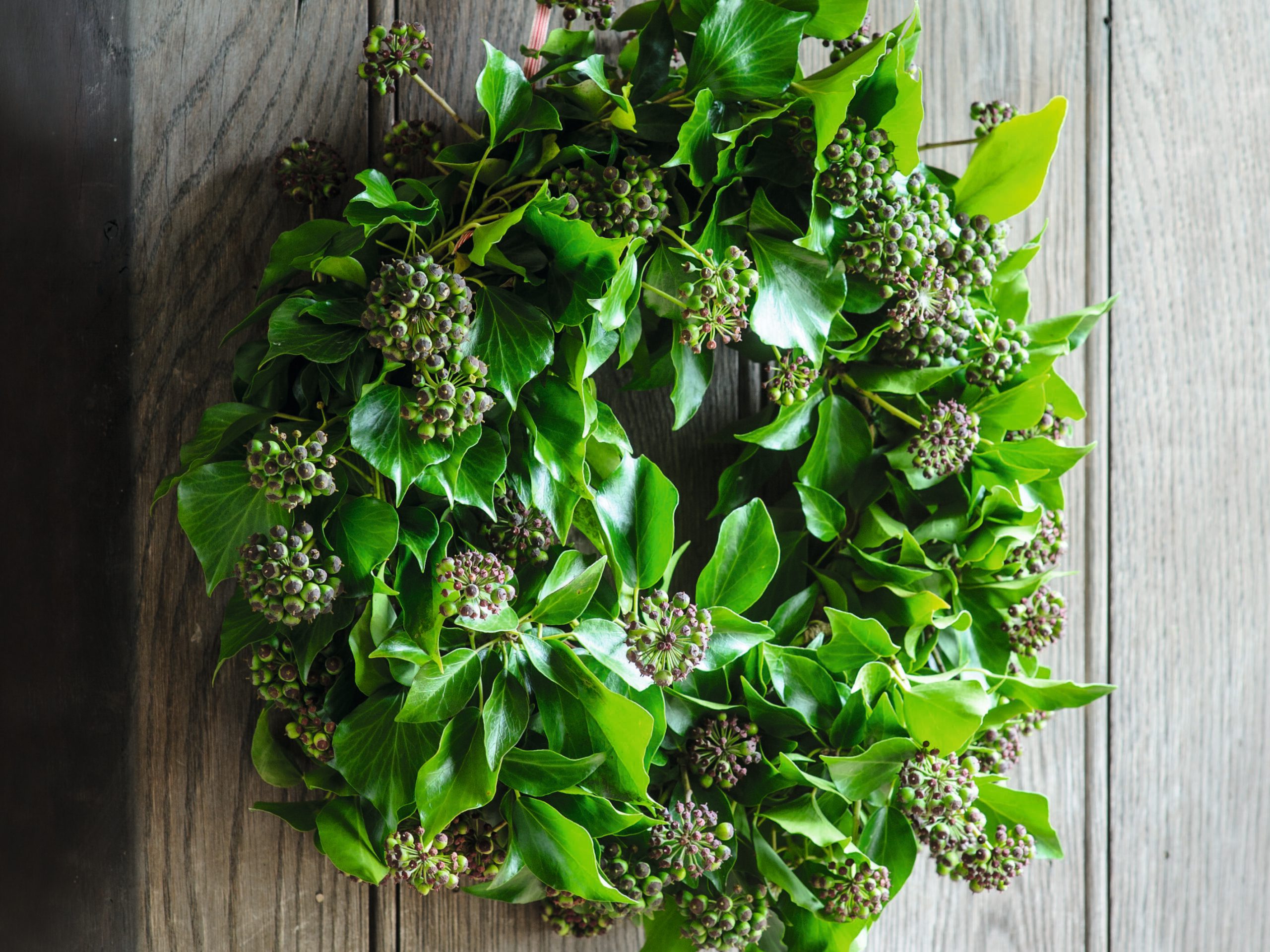 Ivy wreath for Christmas
