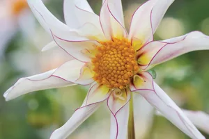 Dahlia 'Honka Fragile' Dahlia 'Honka Fragile'