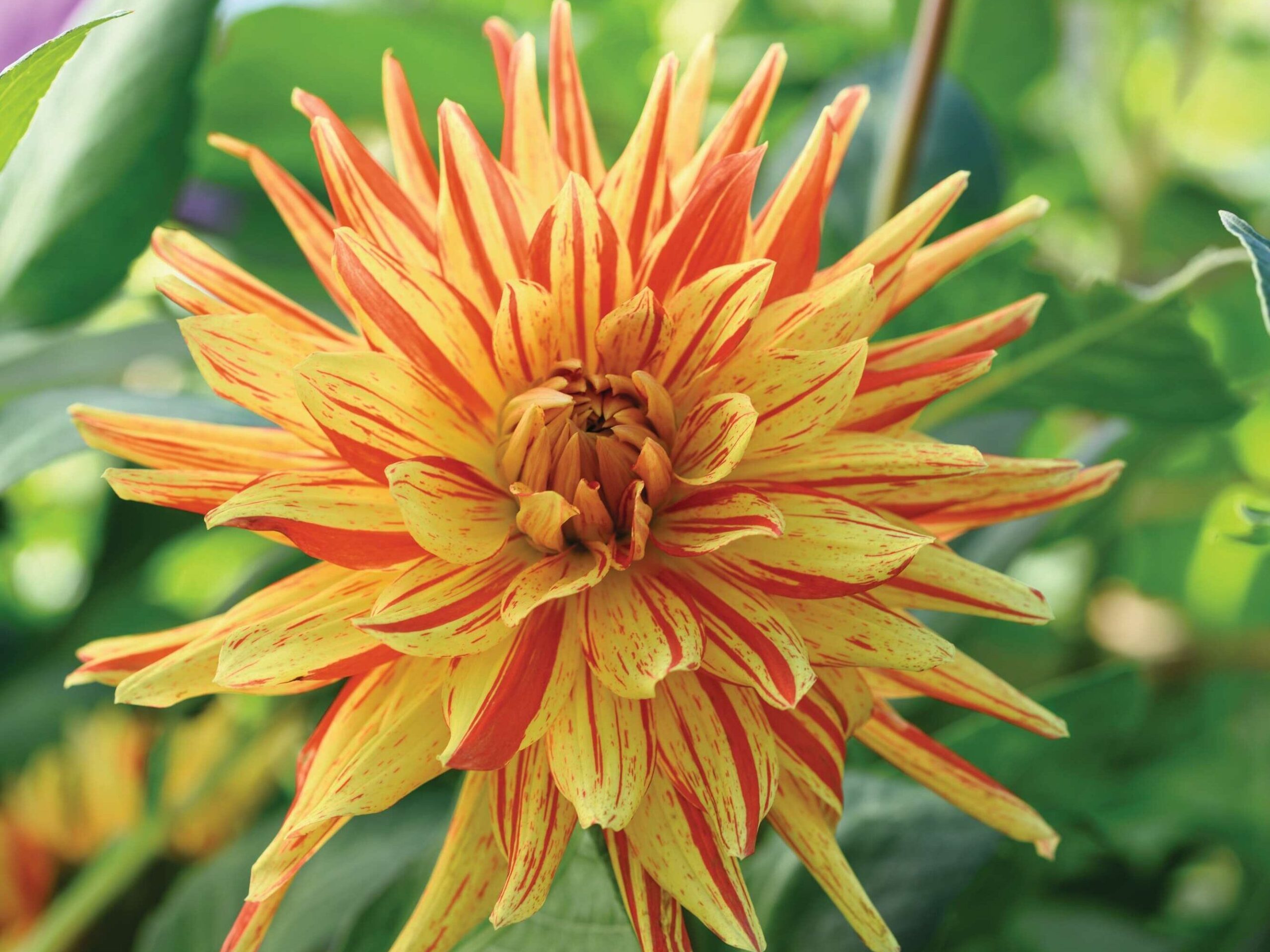 Dahlia ‘Striped Vulcan’