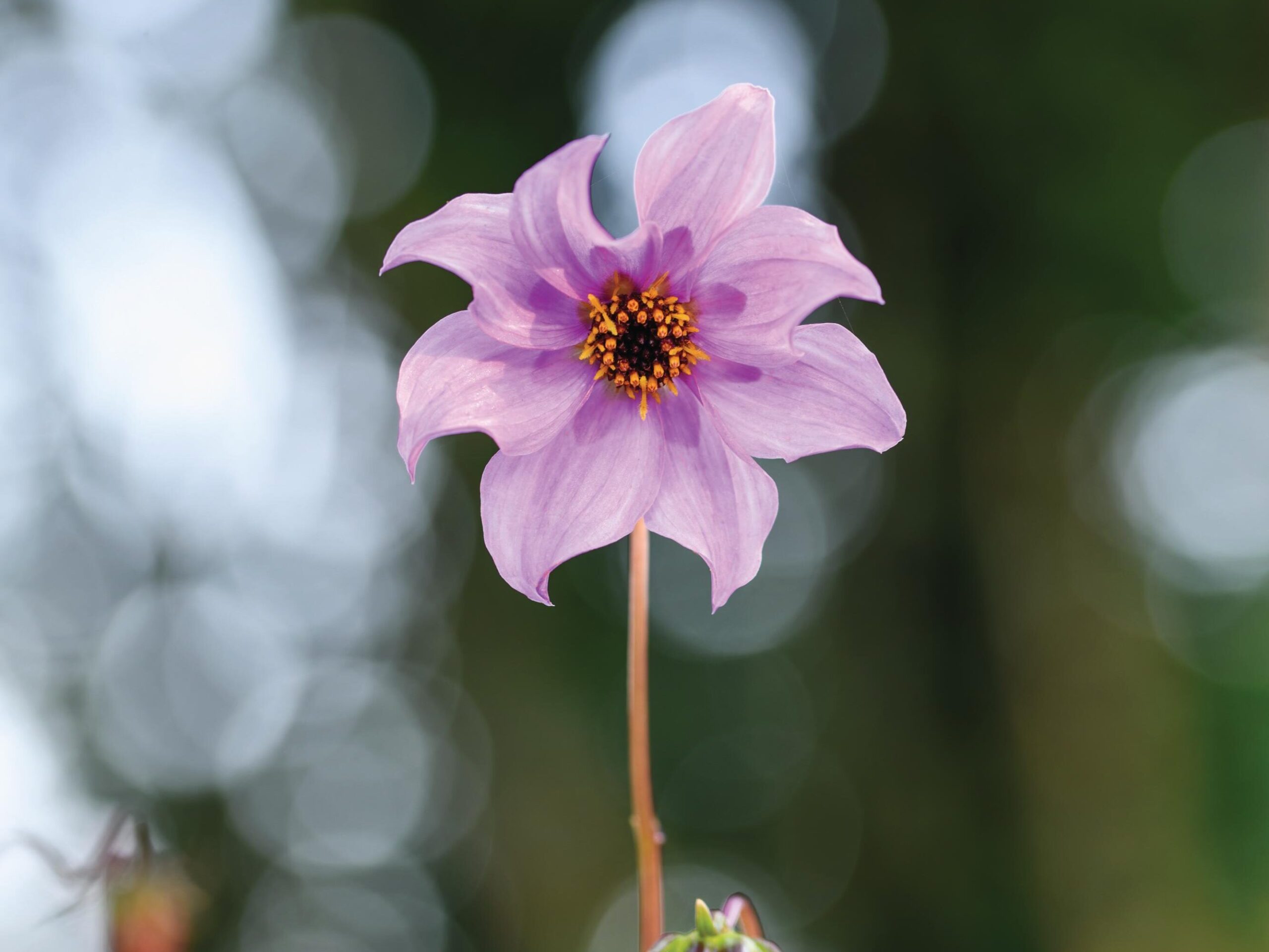 Dahlia merckii