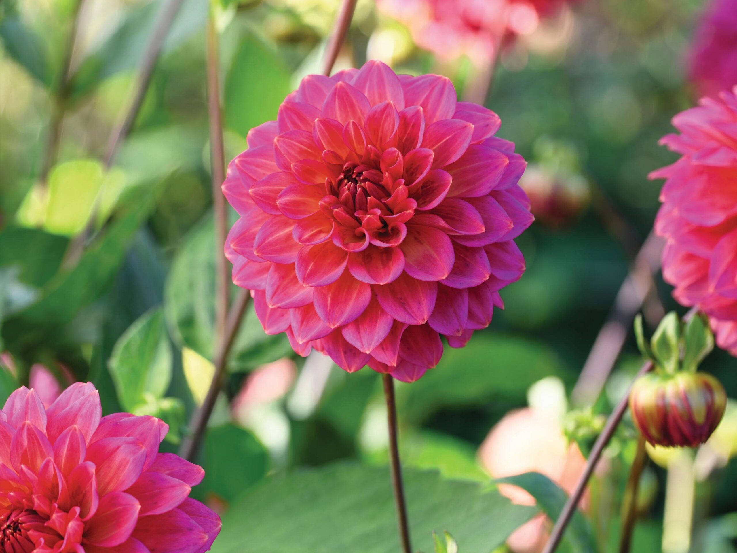 Dahlia ‘Limozine Dean’