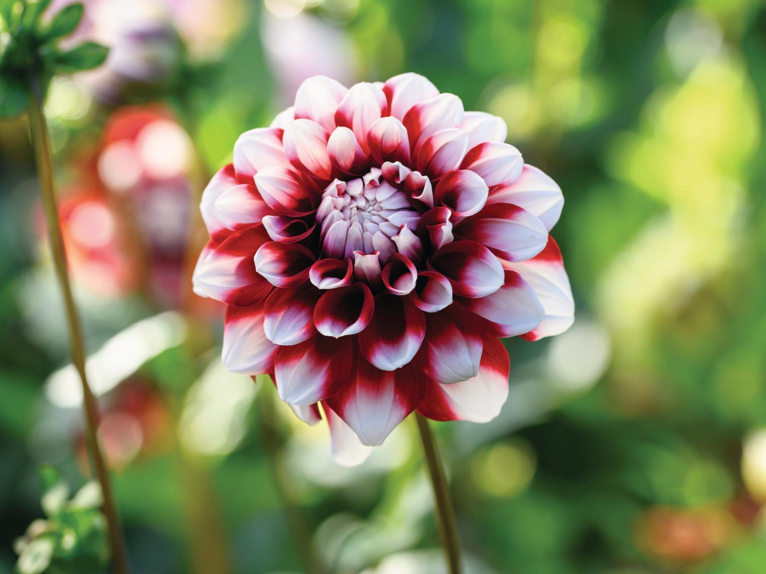 Dahlia ‘Karma Yin Yang’