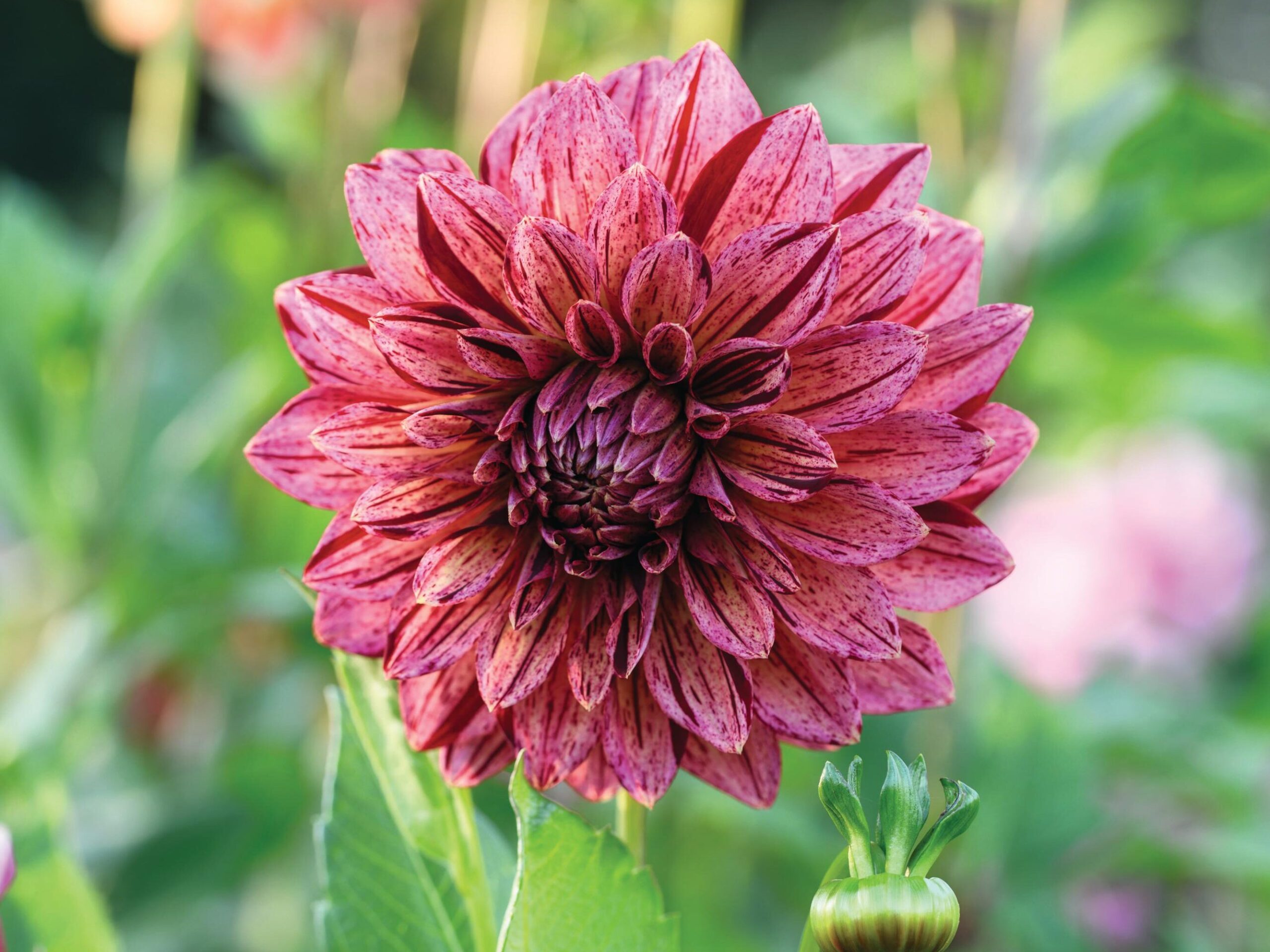 Dahlia ‘Violet Lou Lou’