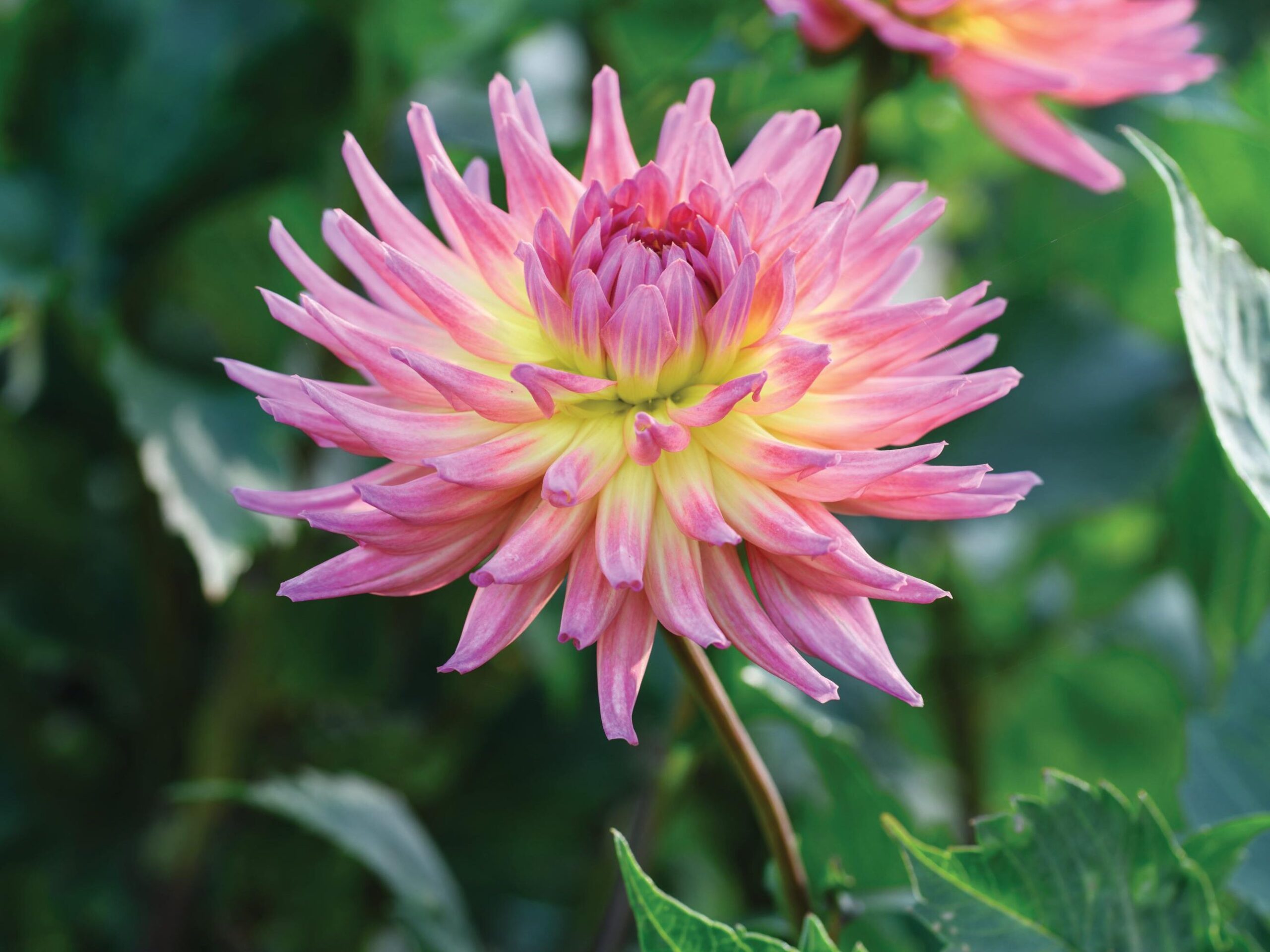 Dahlia ‘Karma Sangria’