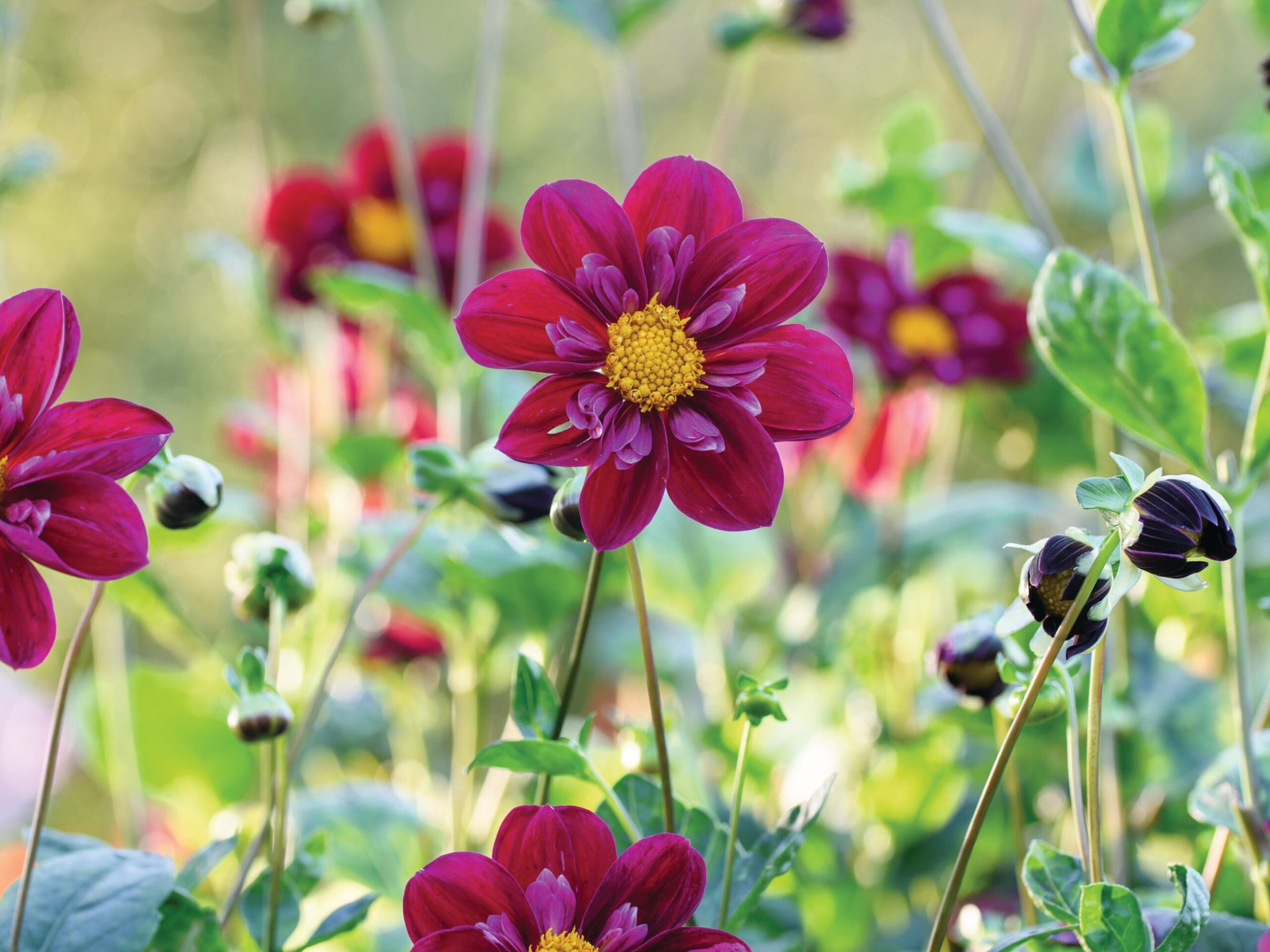 Dahlia ‘Royal Blood’