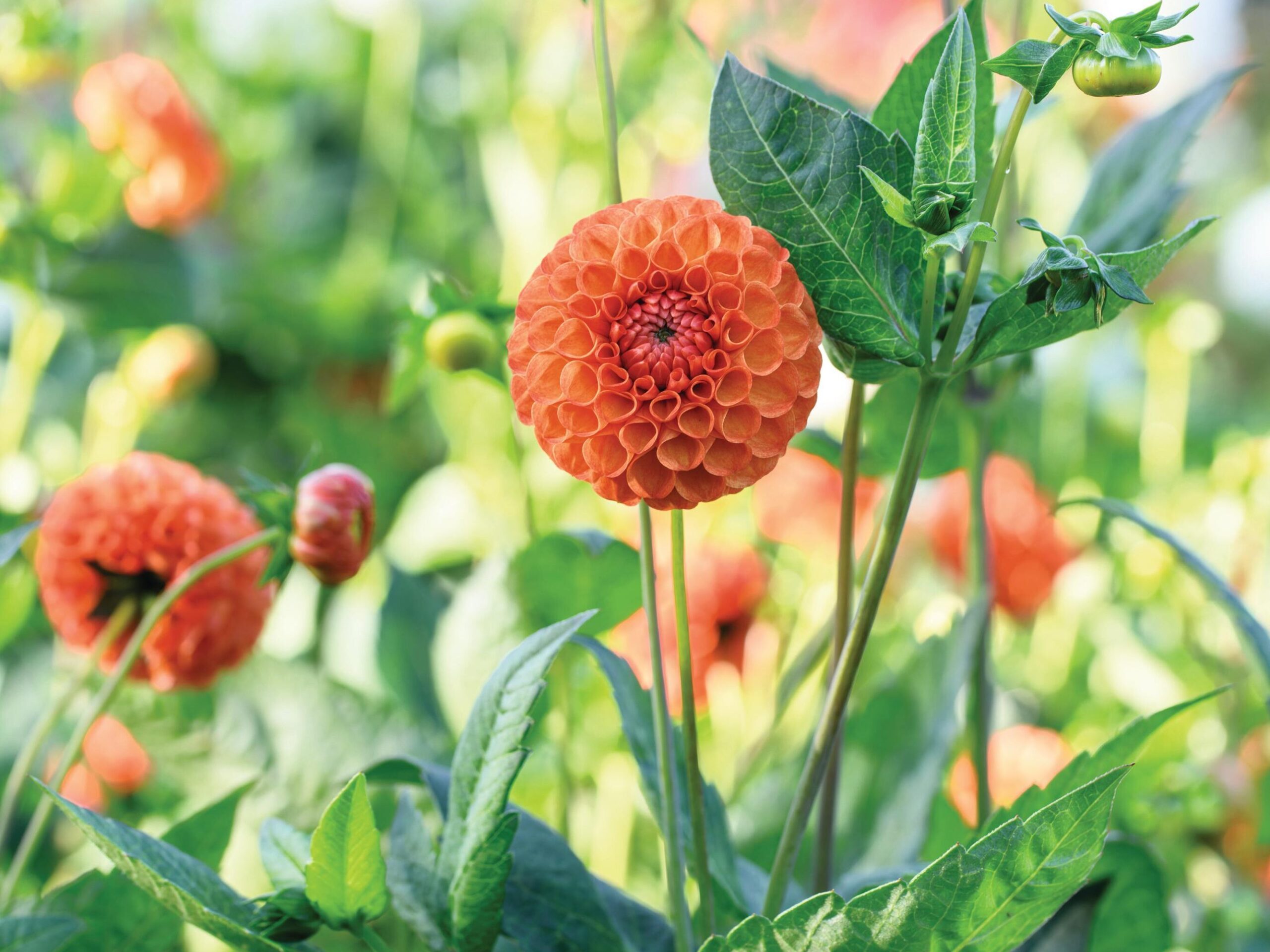 Dahlia ‘New Baby’