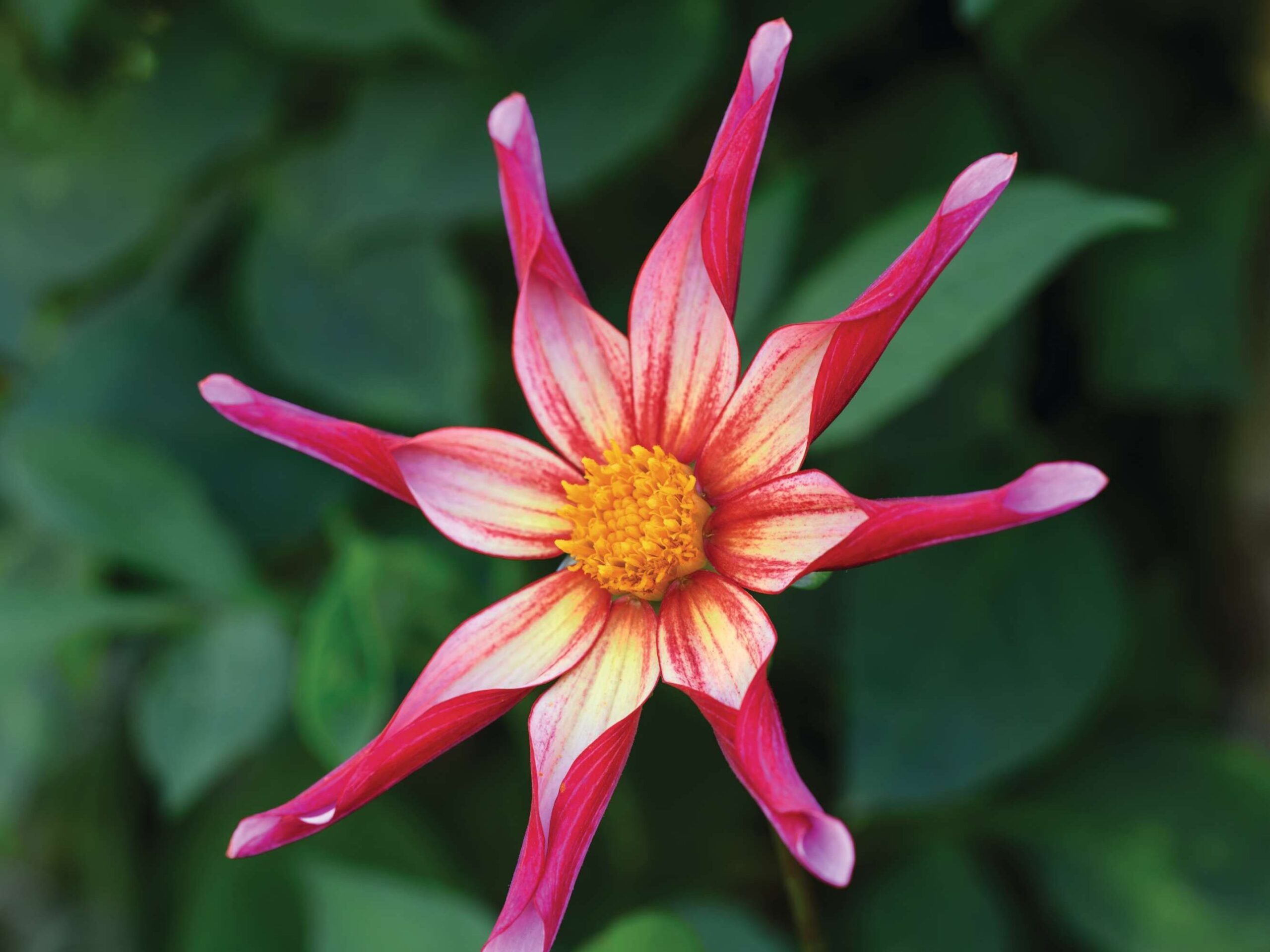 Dahlia ‘Hazel Bear’