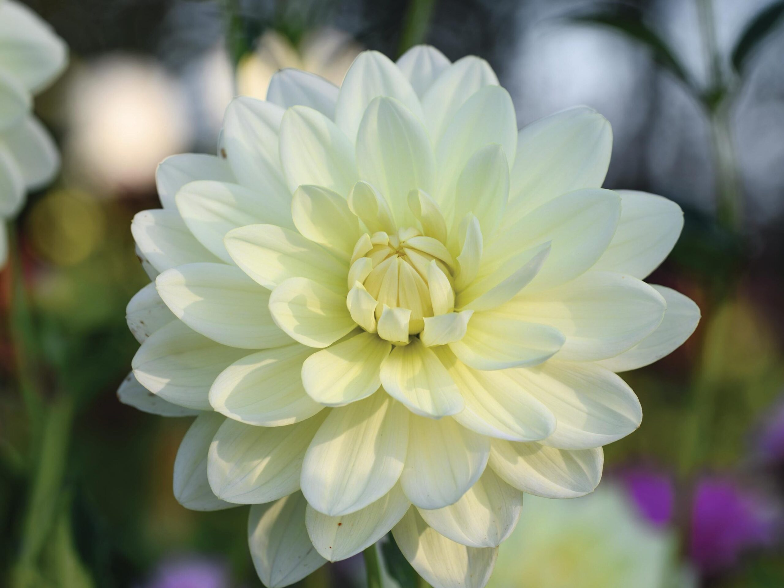 Dahlia ‘Cameo’