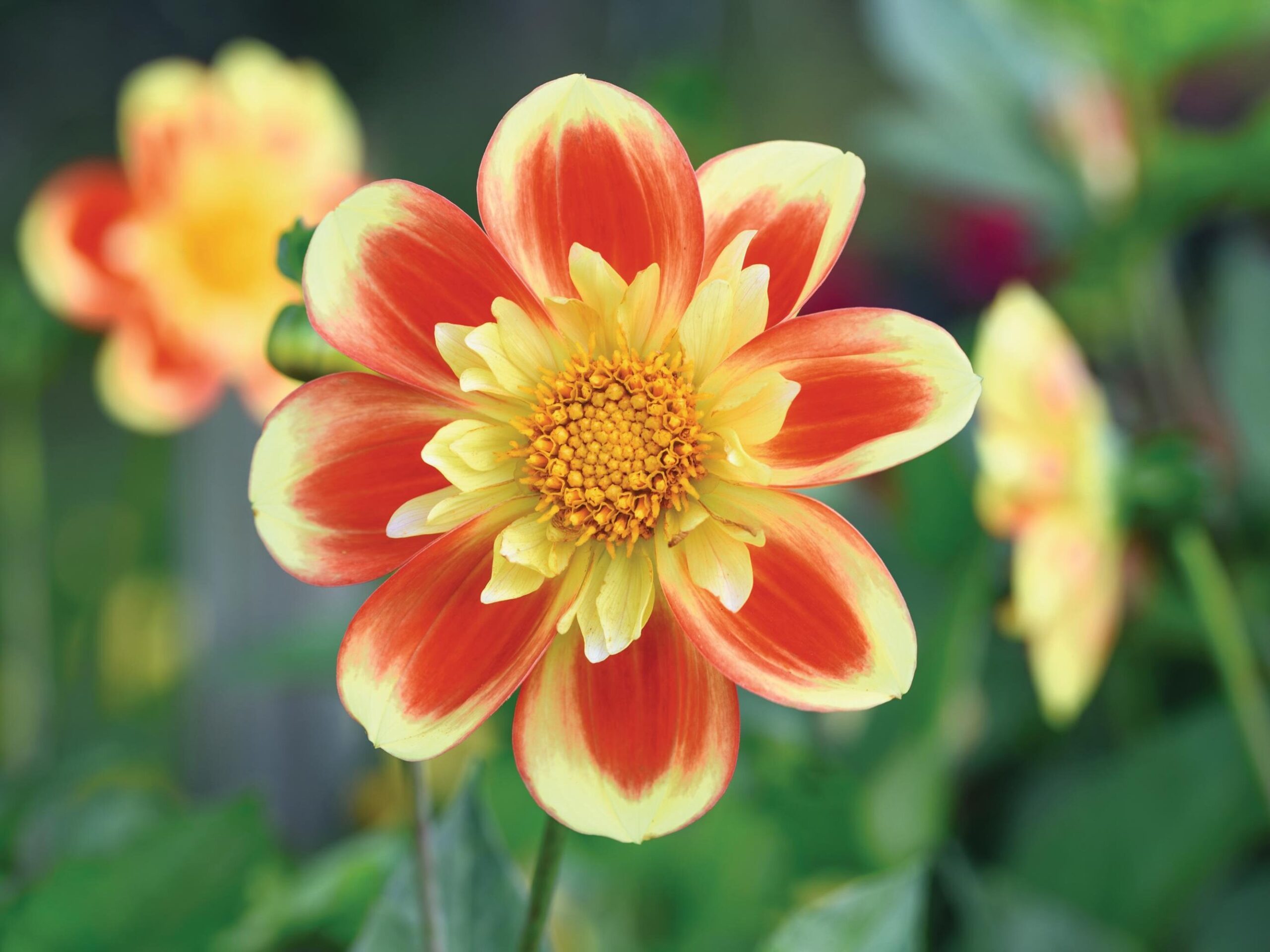 Dahlia ‘Pooh – Swan Island’
