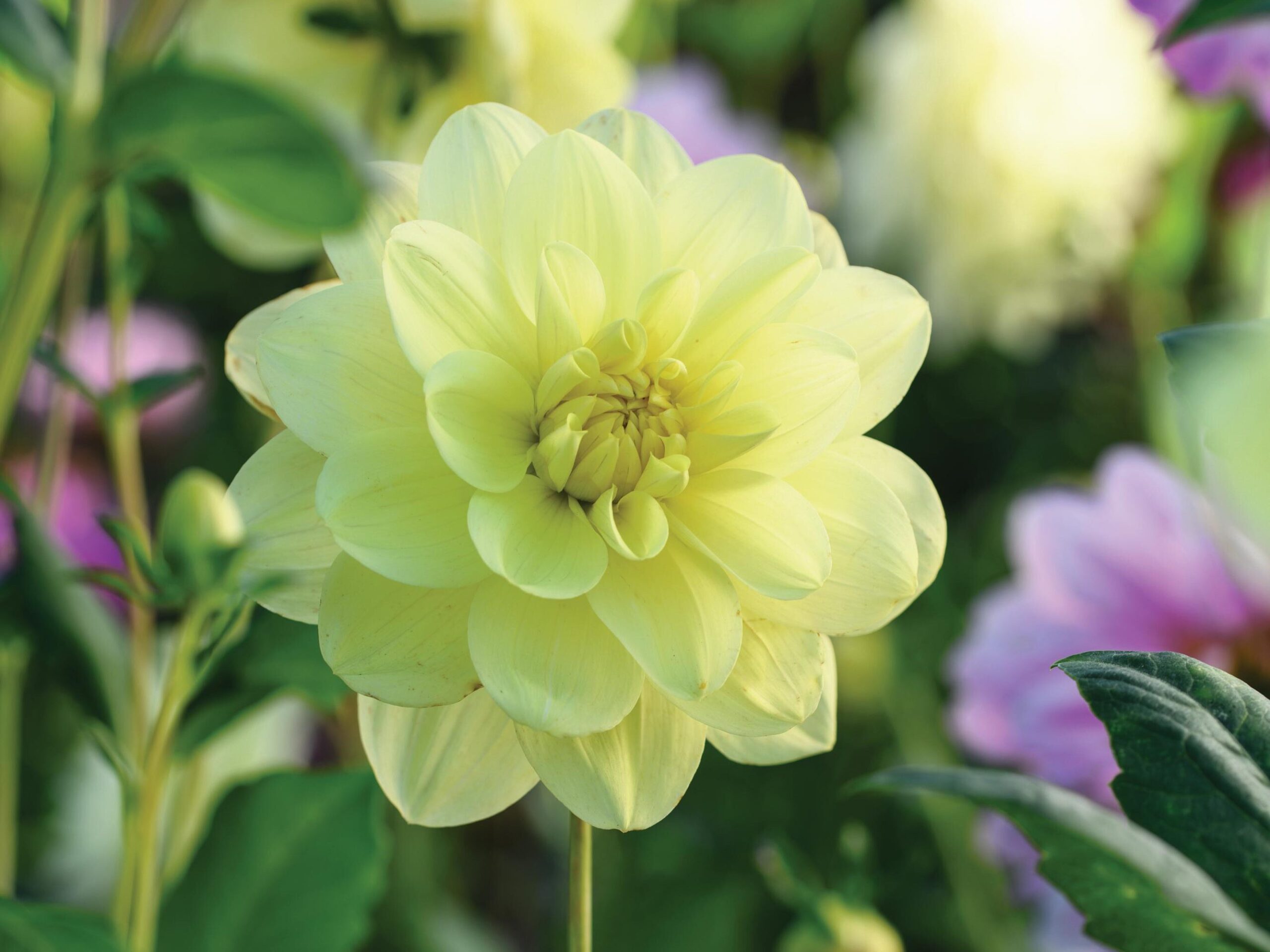 Dahlia ‘Glorie van Heemstede’