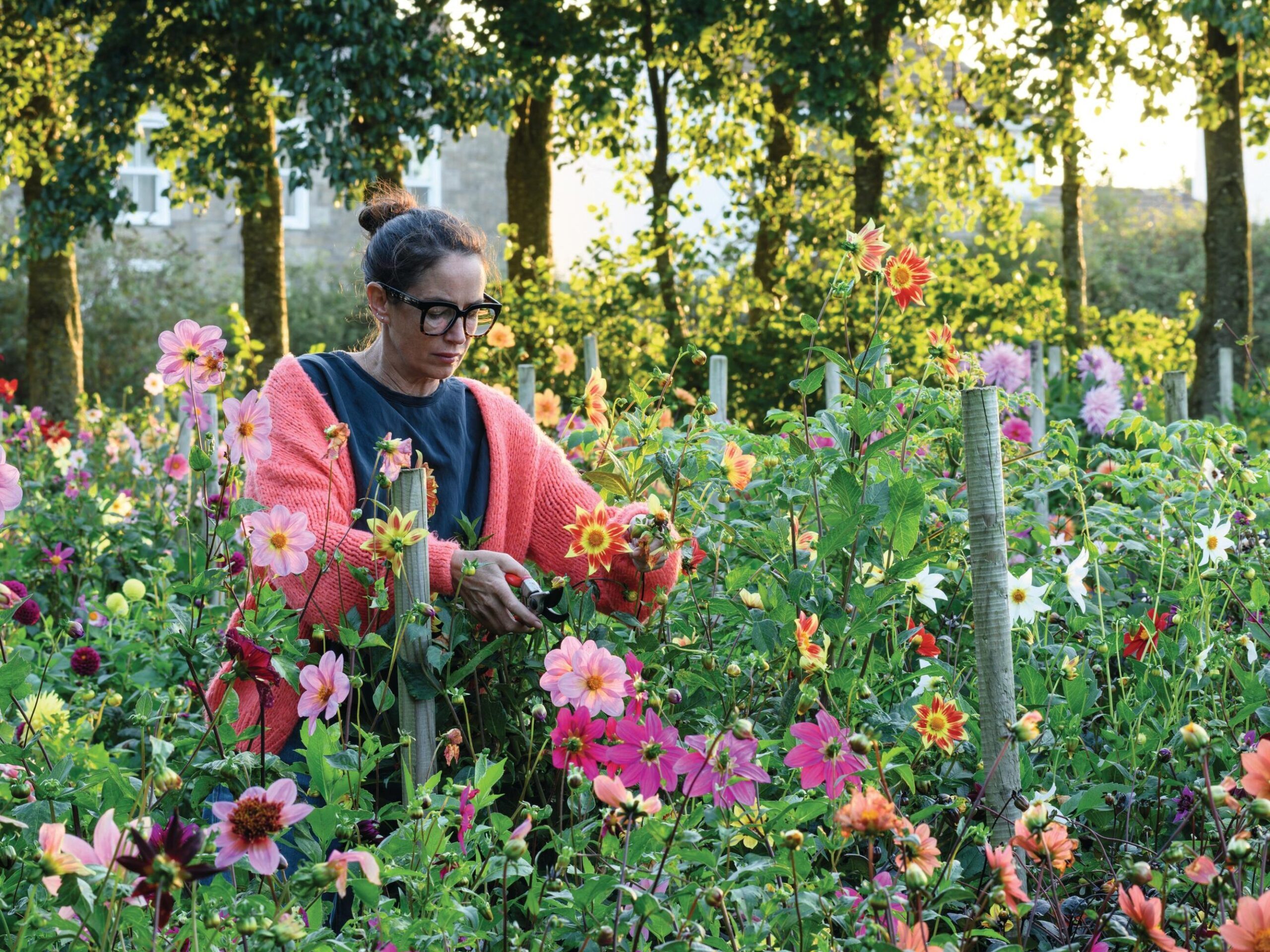 National Dahlia Collection holder Louise Danks deadheading Dahlia ‘Newquay’ at the Collection’s new Cornish home.
