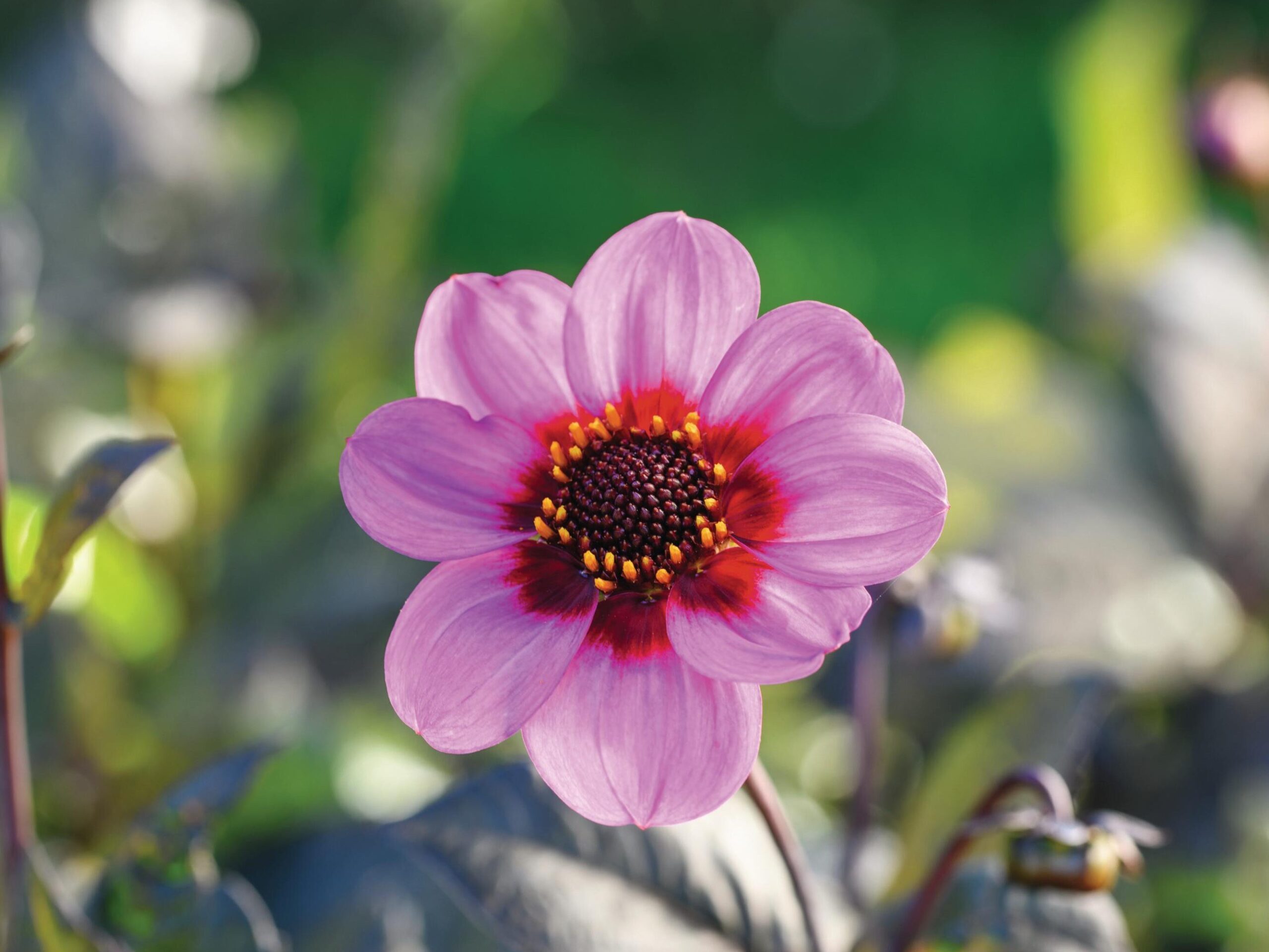 Dahlia Happy Single Wink (= ‘HS Wink’)