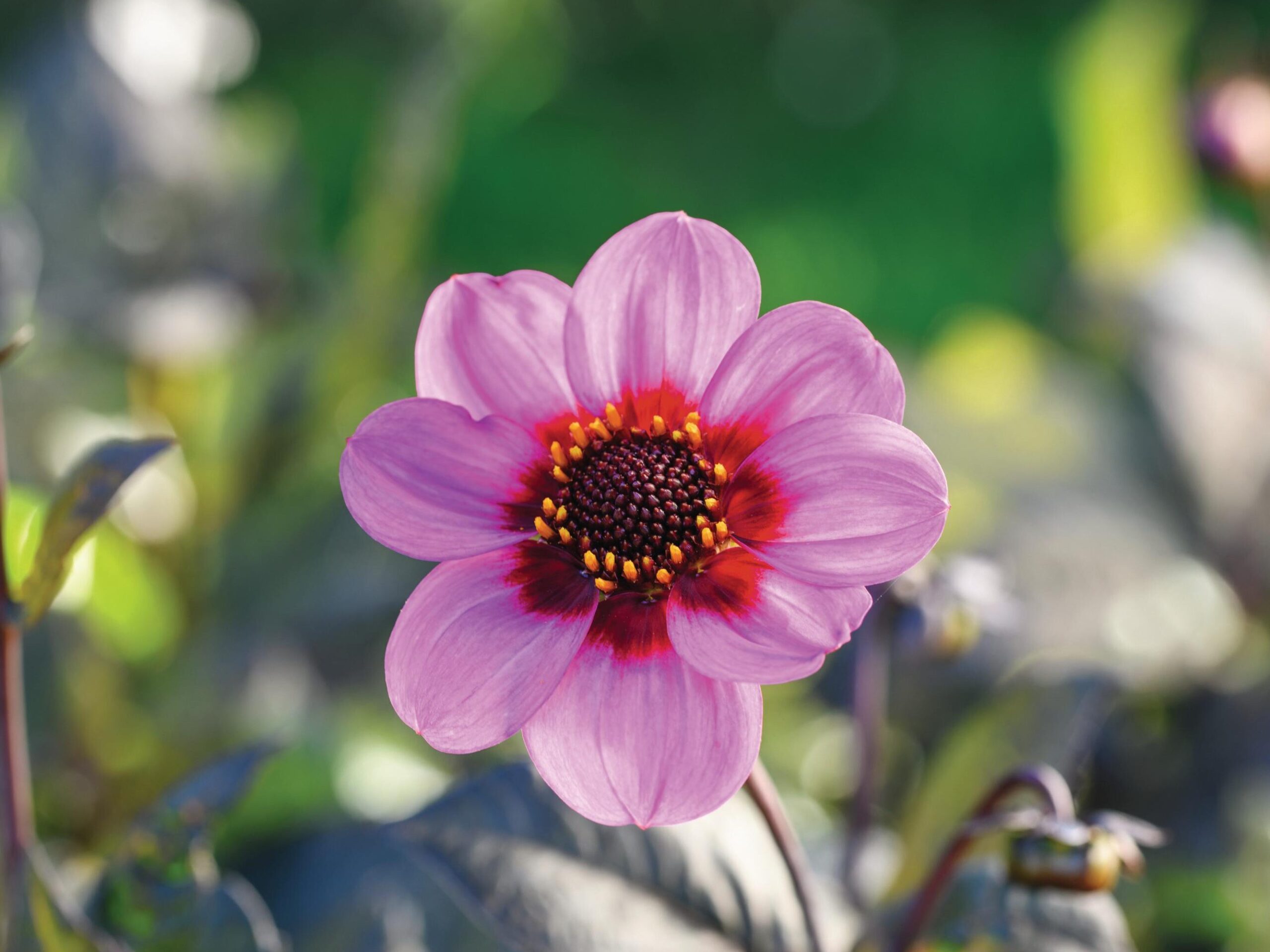Dahlia Happy Single Wink (= ‘HS Wink’)