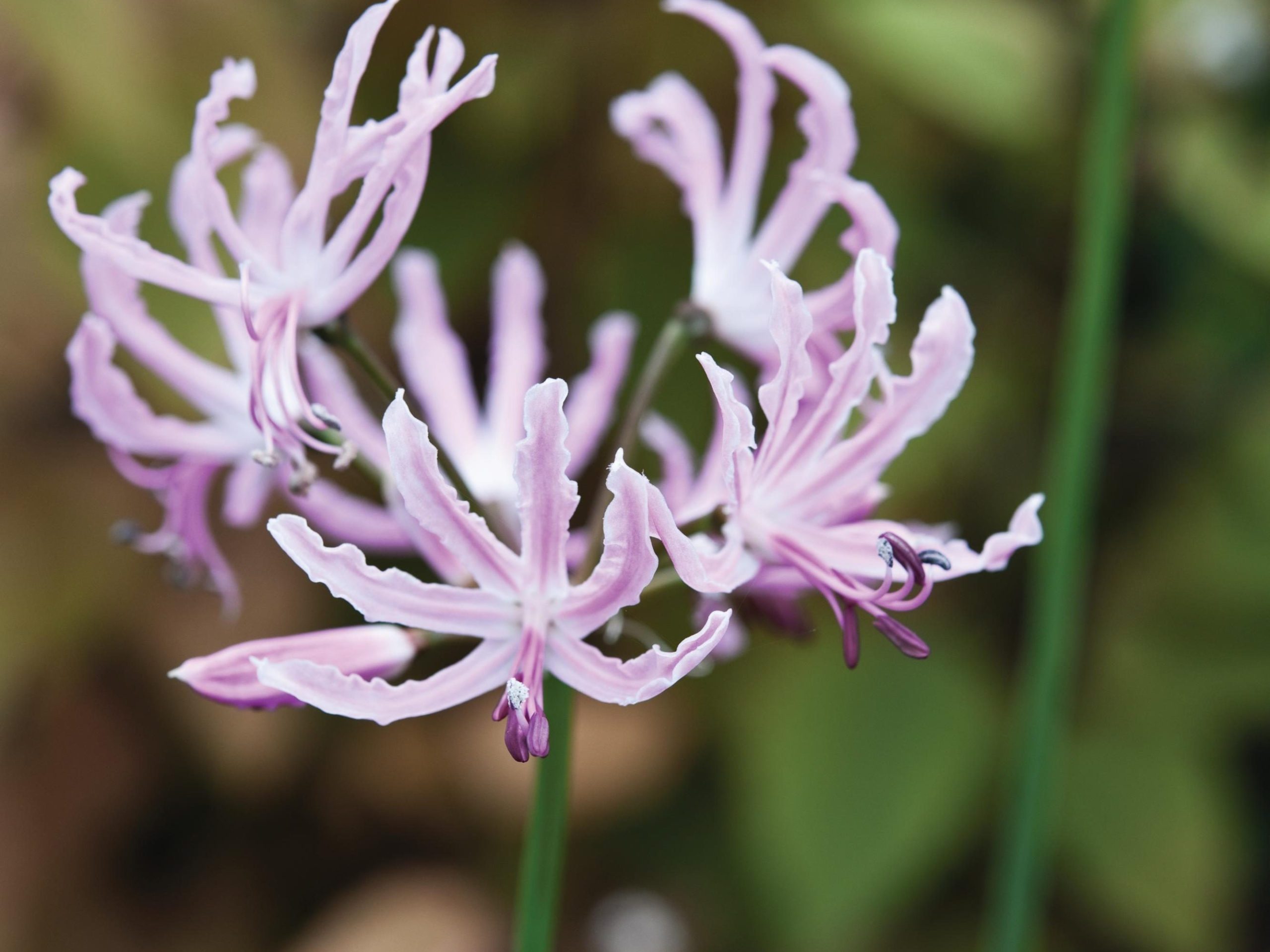 Light purple flower