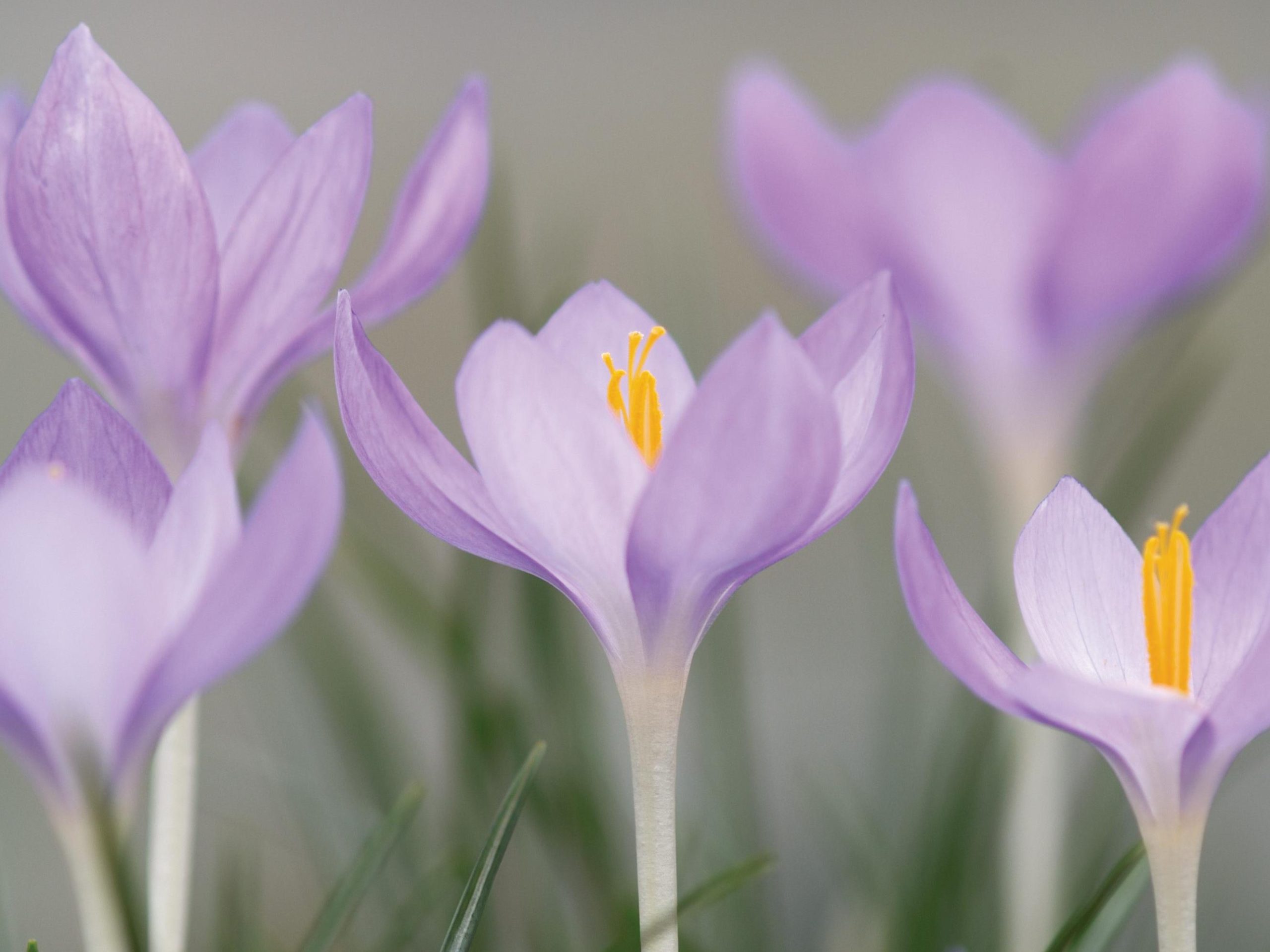 Purple flowers