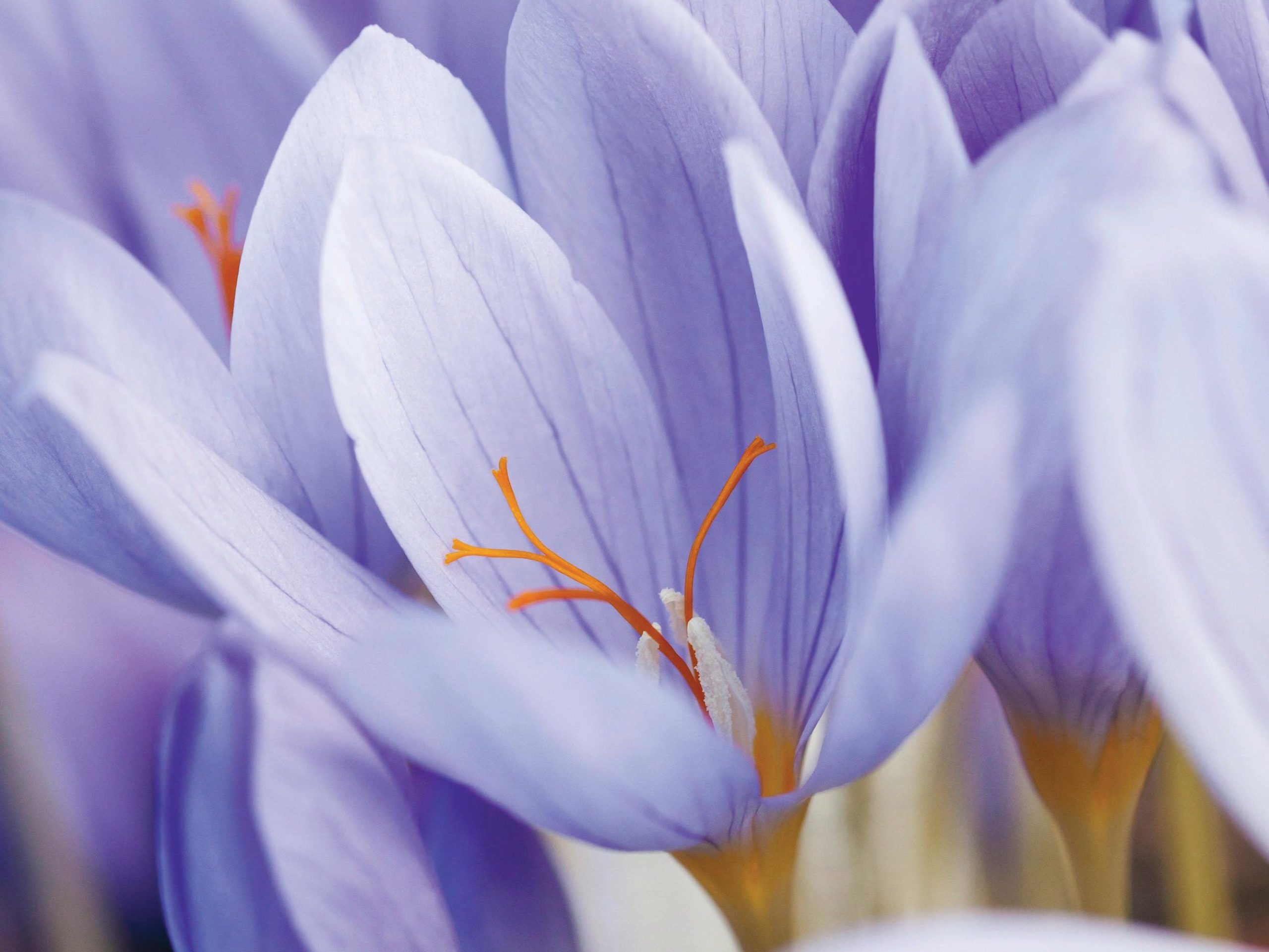 Purple flowers