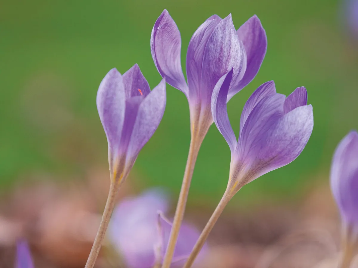 RBD111122_147_preview Purple flowers