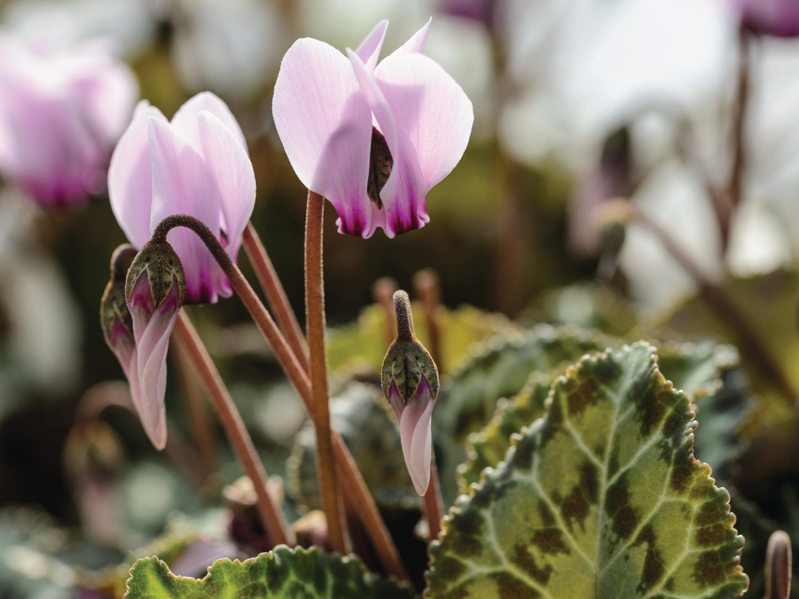 Pink flowers