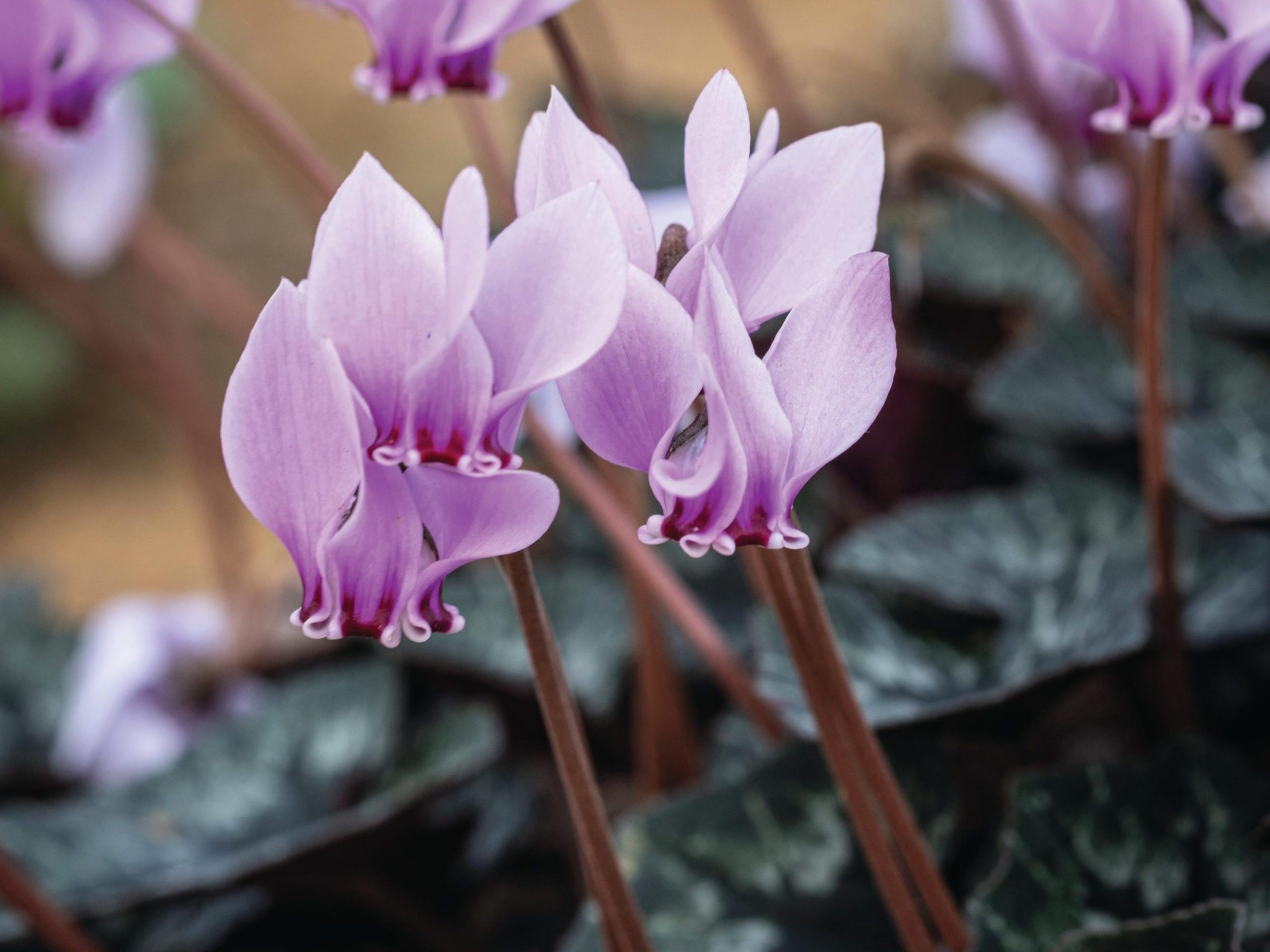 Pale purple flowers
