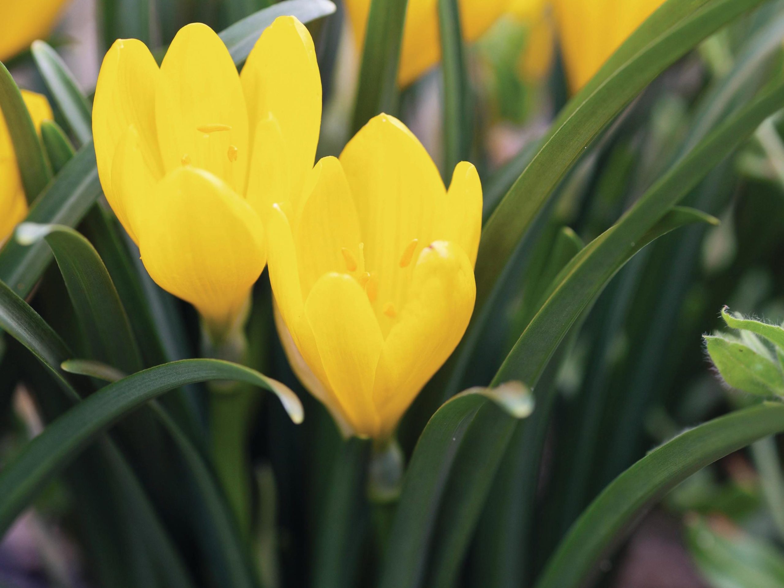 Yellow flowers