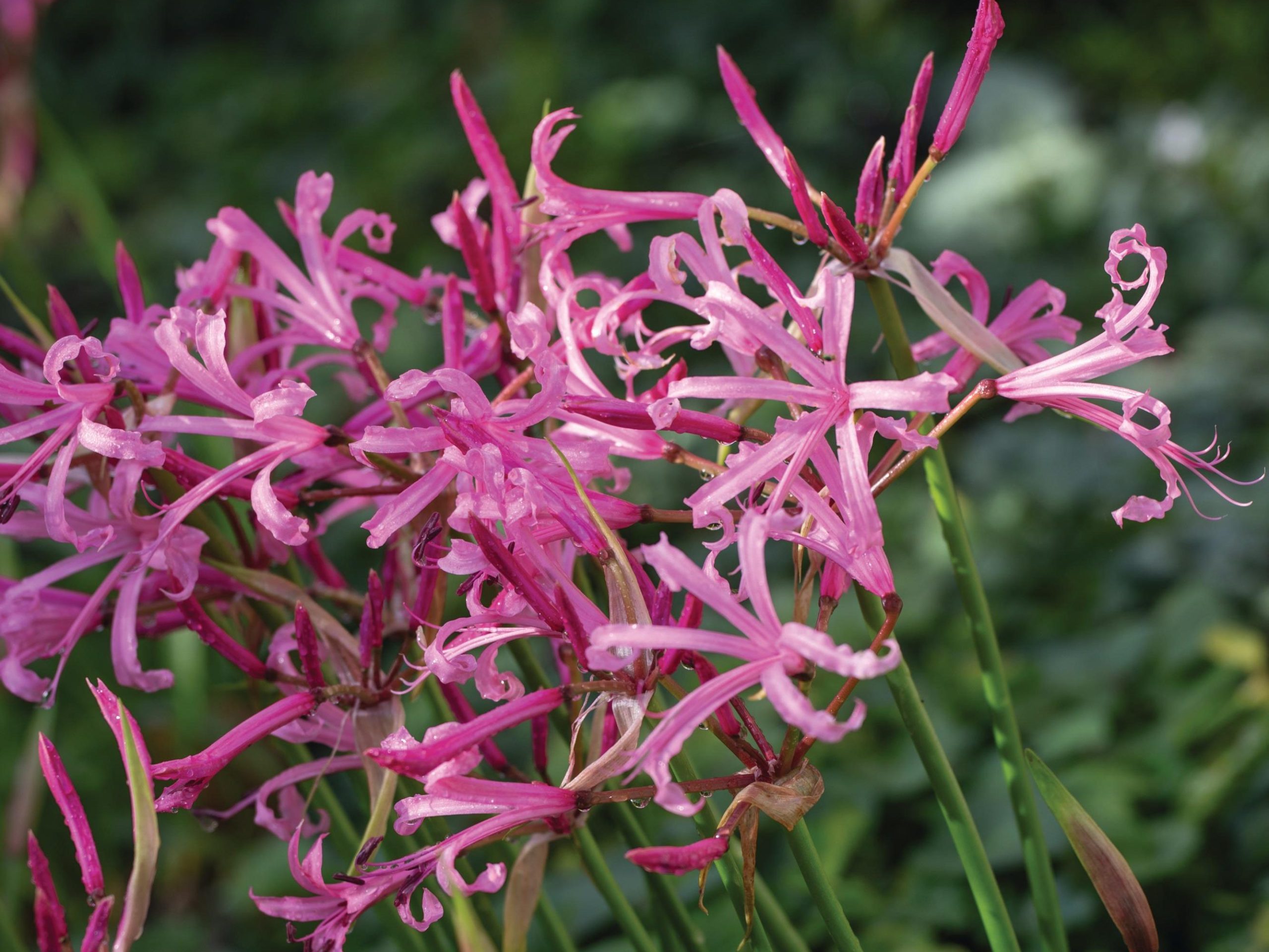 Pink Flowers
