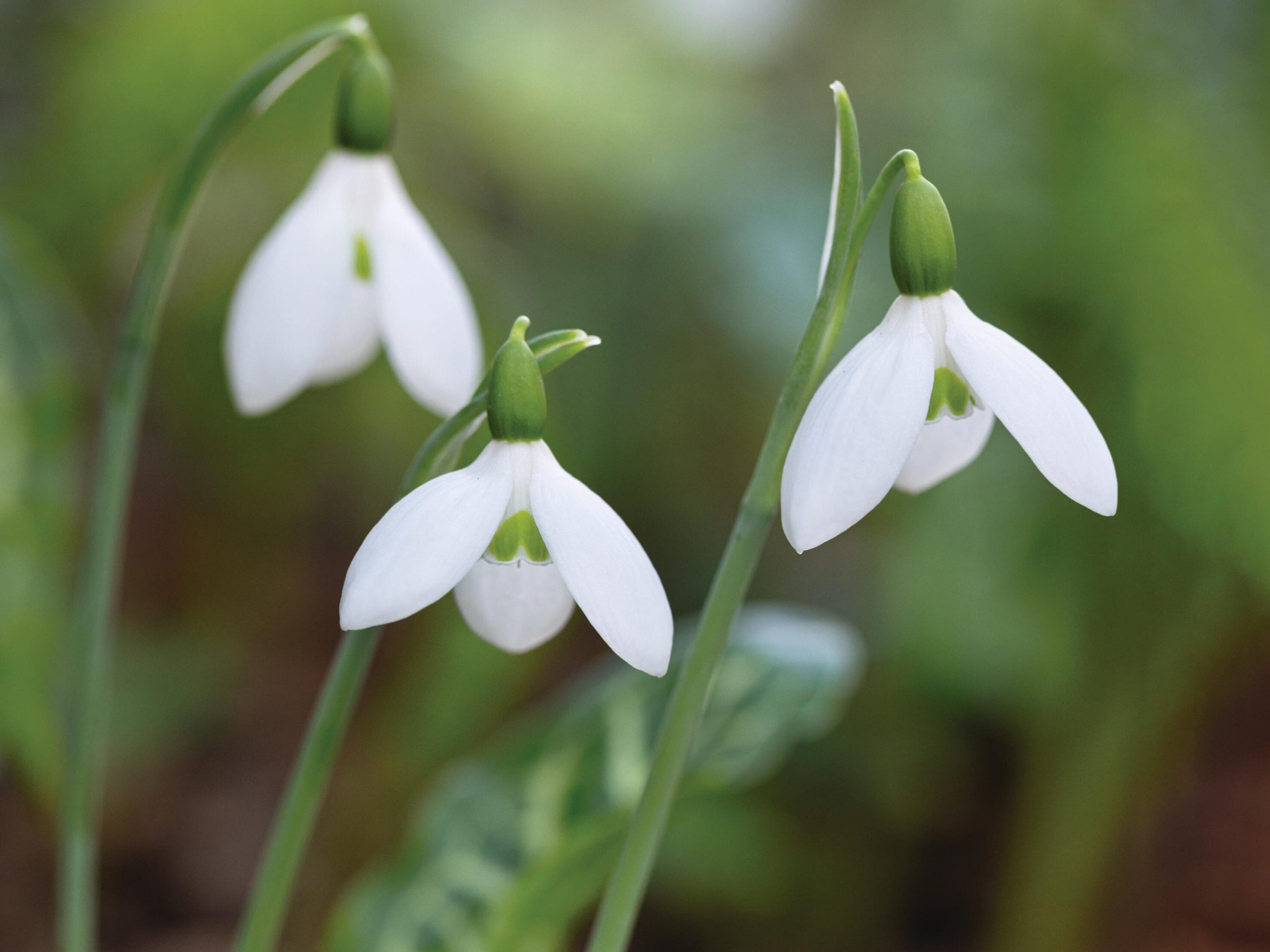 White flowers