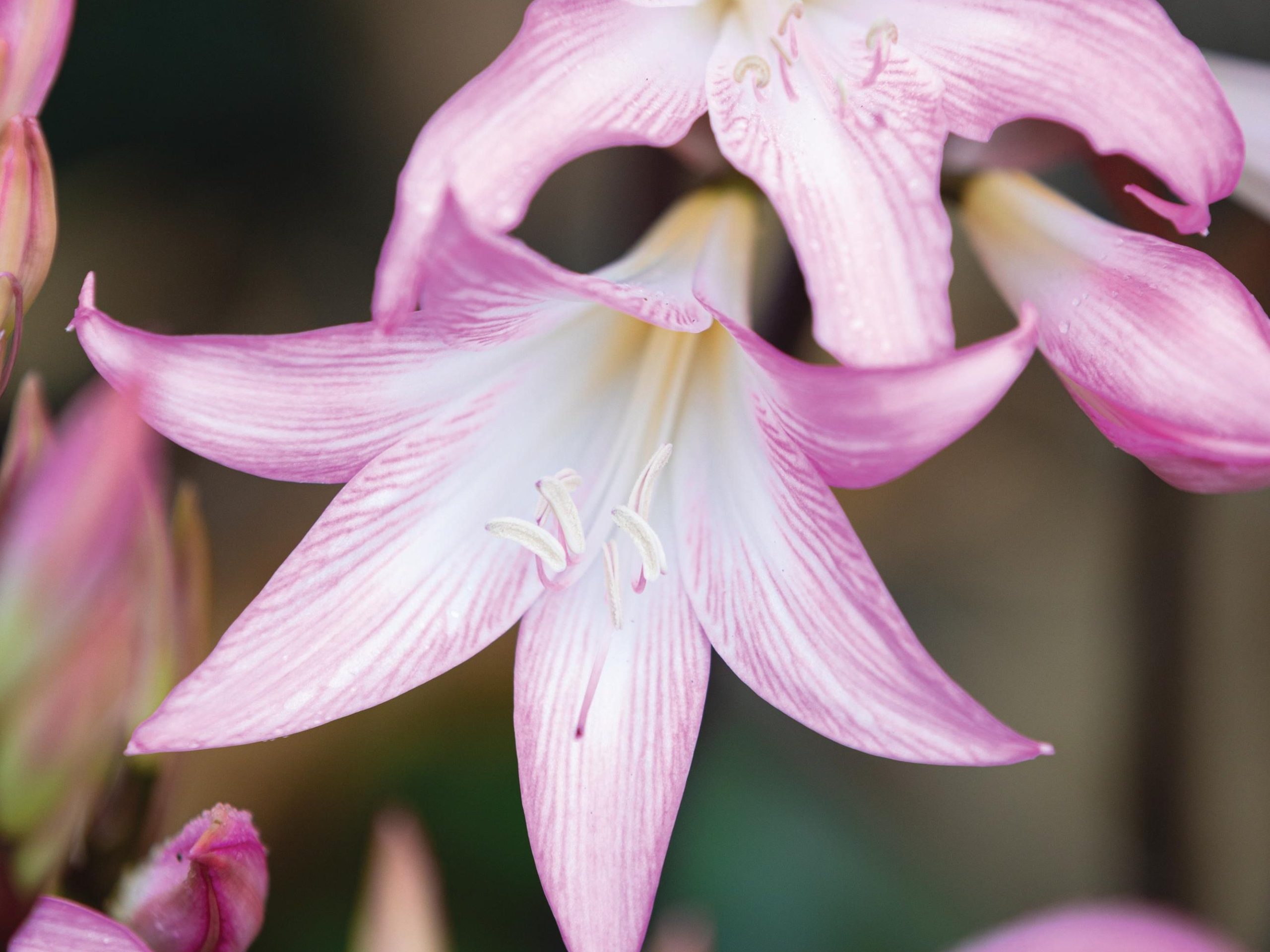Pink flowers
