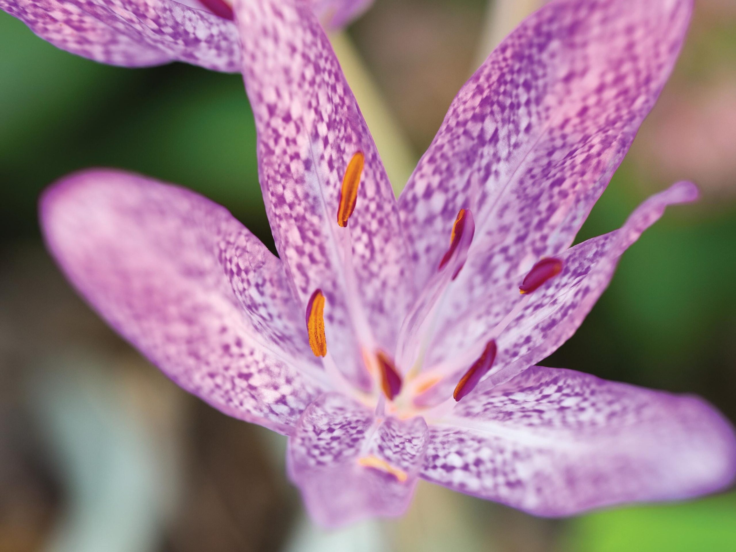 Pink purple flowers