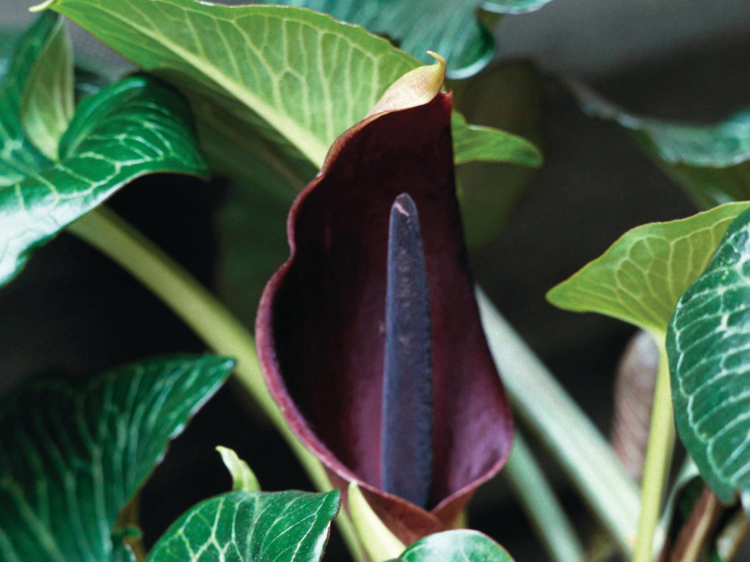 Dark purple flower